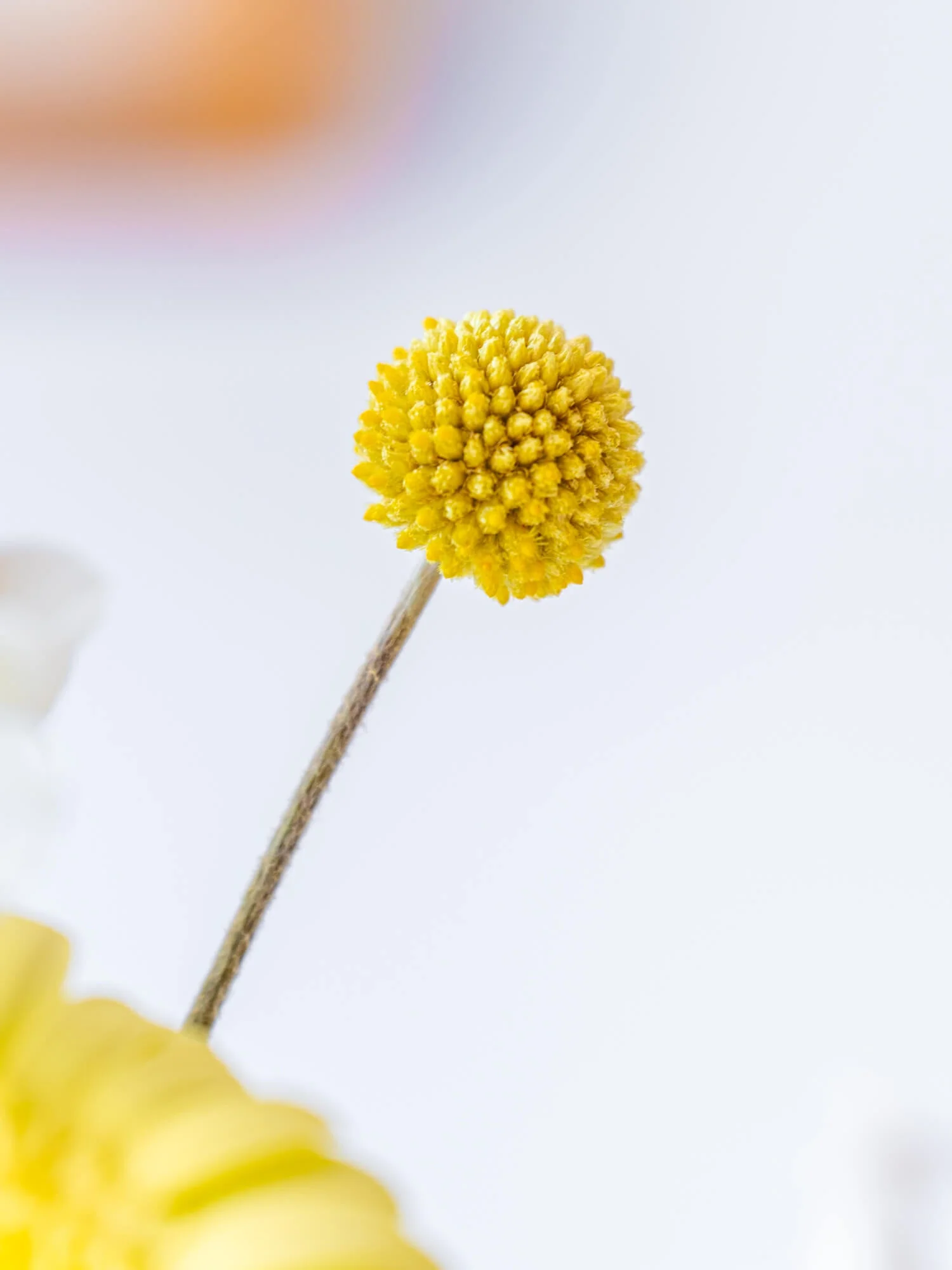 【店舗配送】フローリストにおまかせ 季節の花束 S - イエロー - - Image 13