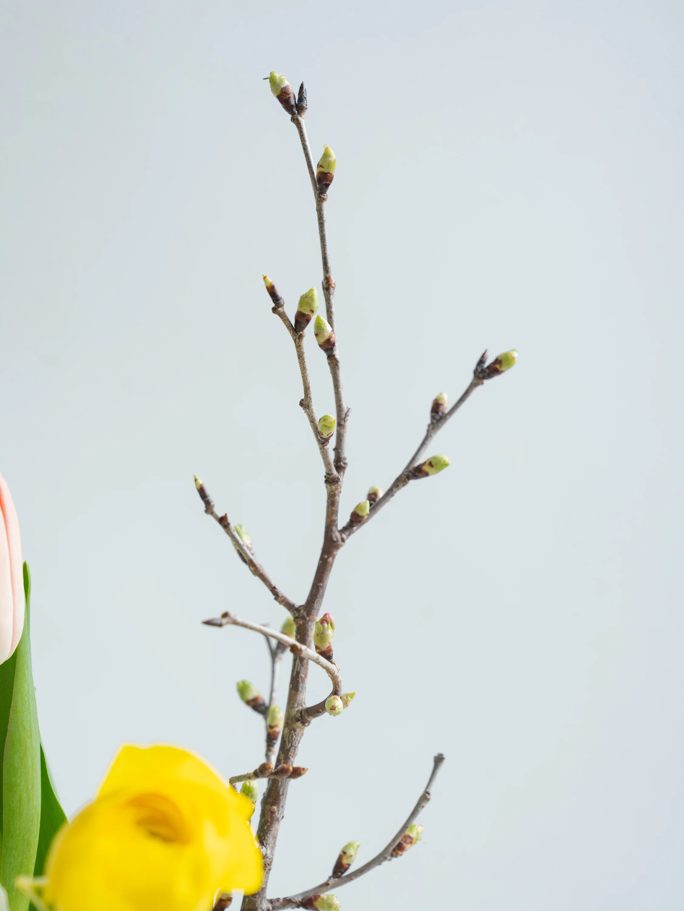 【1/23〜1/25到着】スプリングMIX -桜-1束 - Image 9
