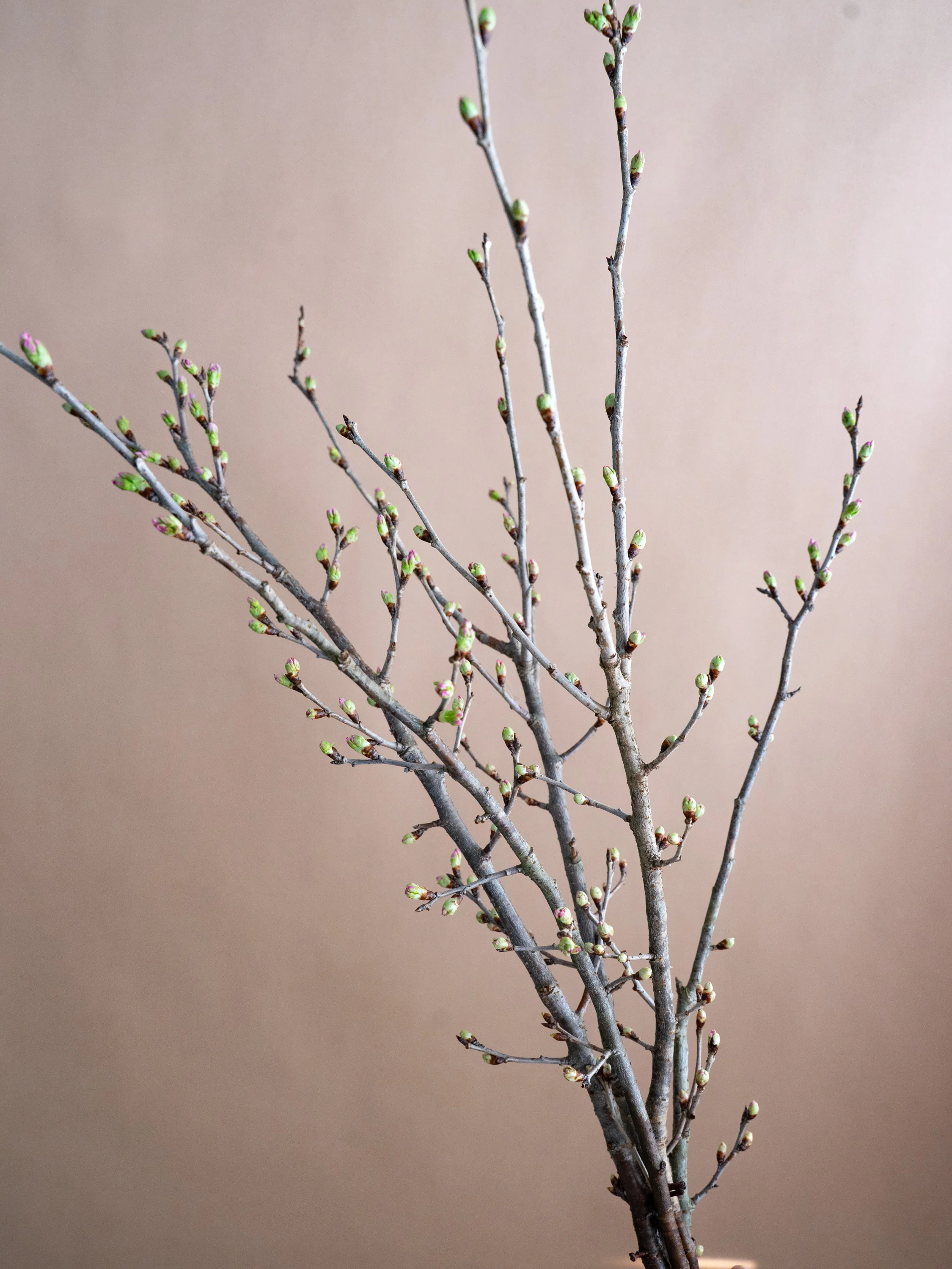 【2/13〜2/18到着】啓翁桜 5本 - Image 6