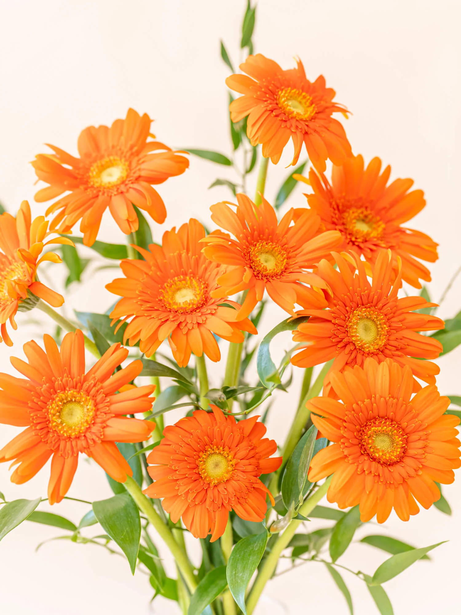 ガーベラの花束 10本 - オレンジ - - Image 4
