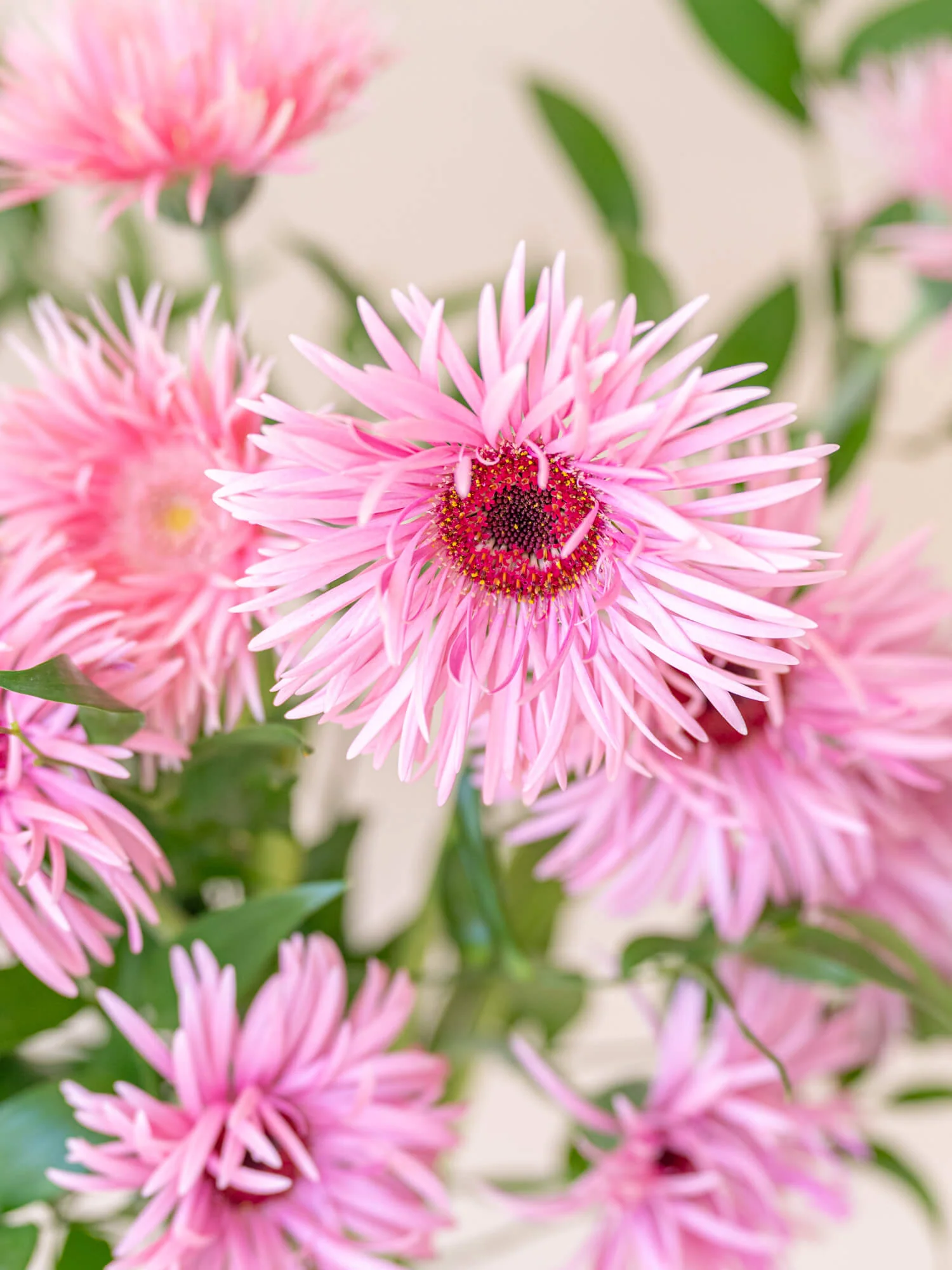 ガーベラの花束 10本 - ピンク - - Image 6