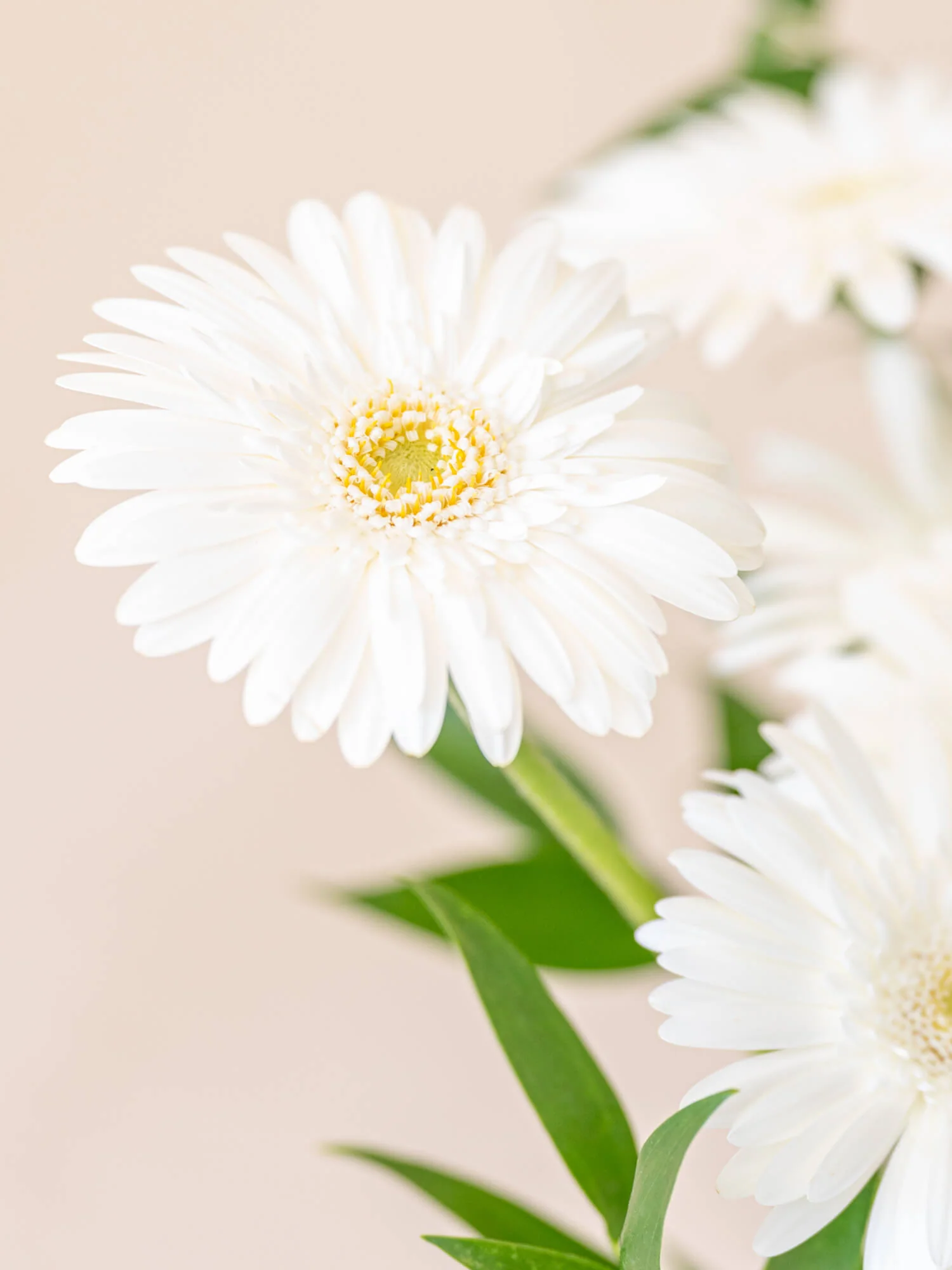 ガーベラの花束 10本 - ホワイト - - Image 7