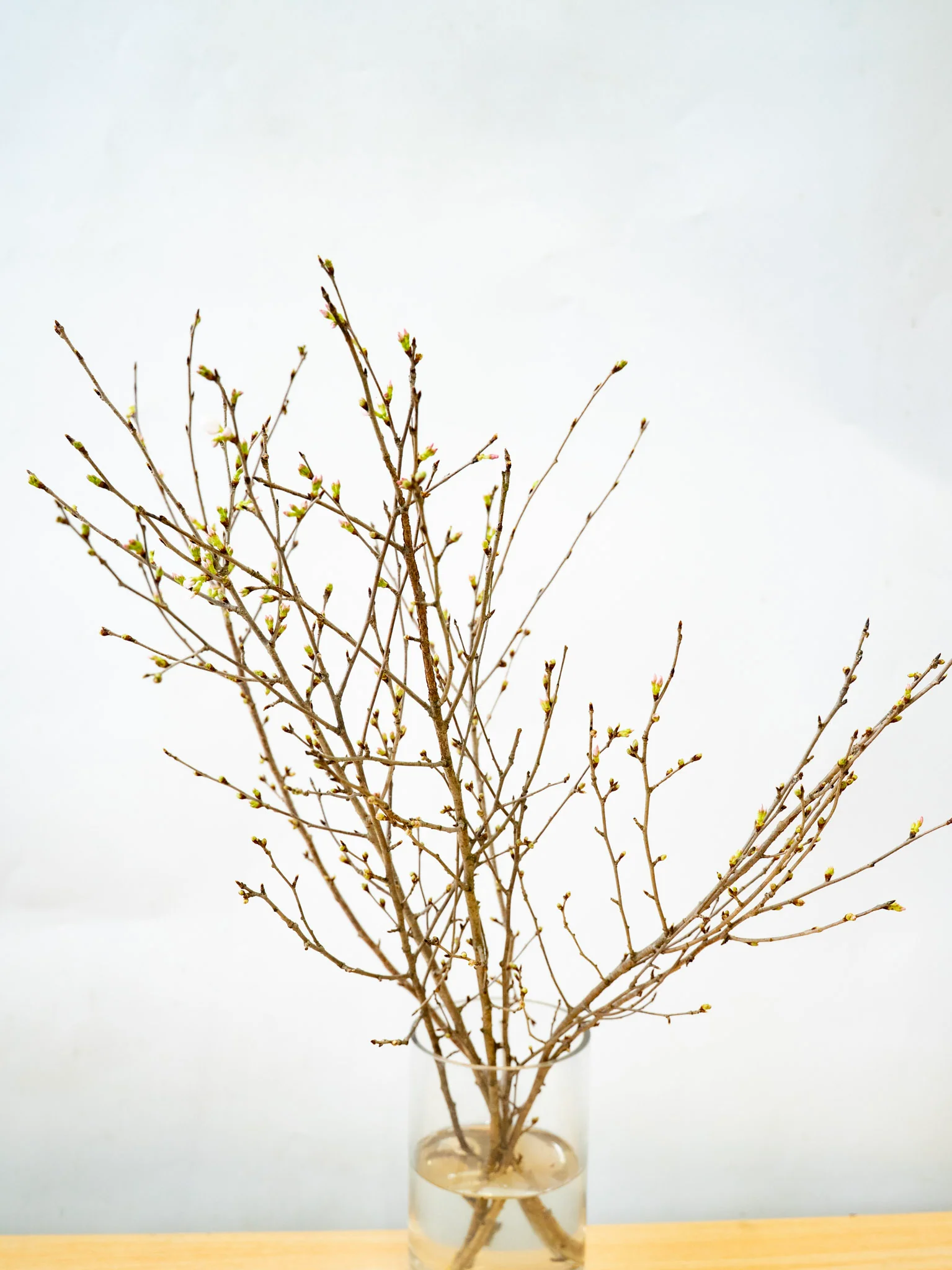 【2/25〜3/2到着】桜 品種おまかせ - Image 8