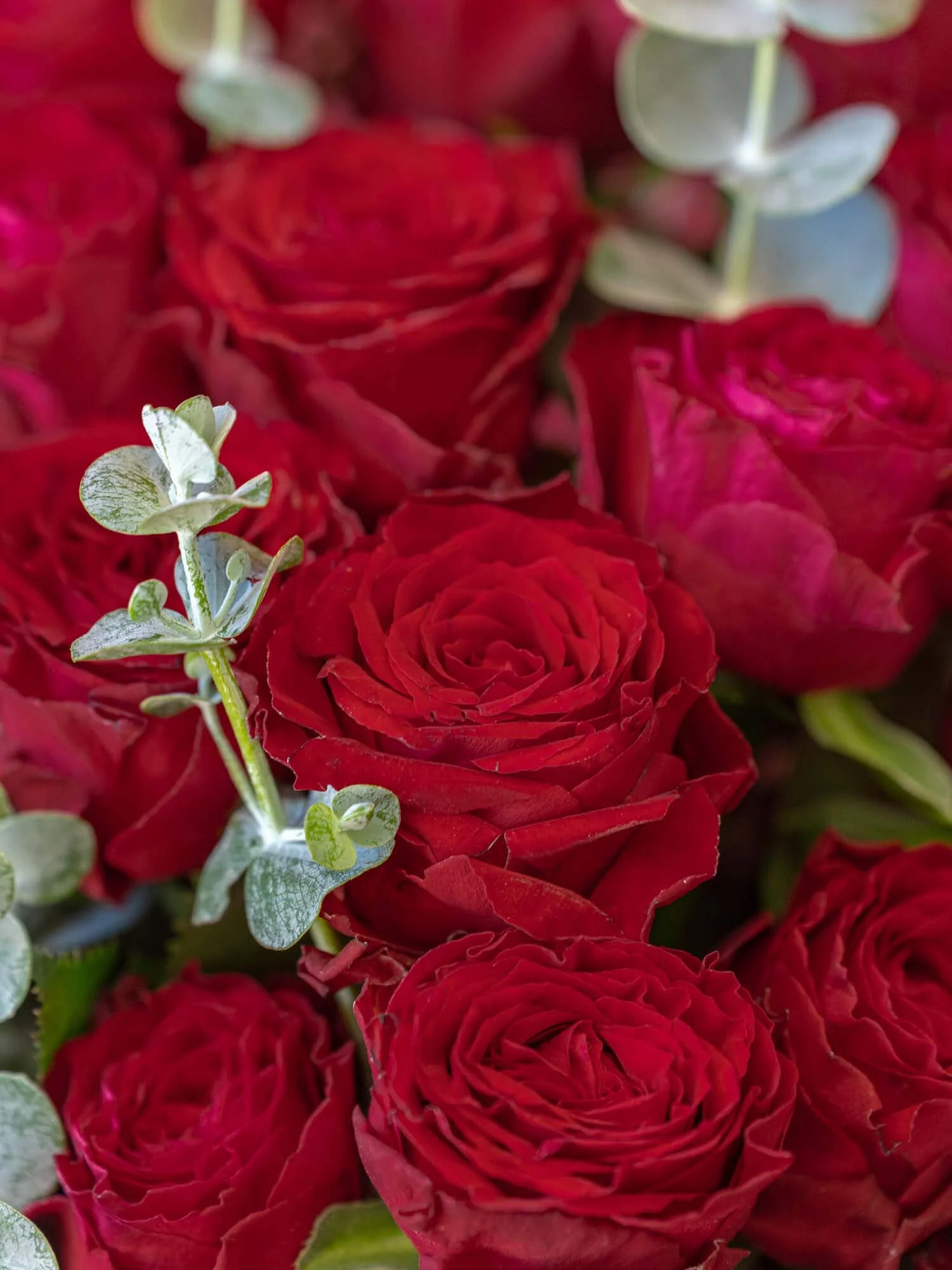 【誕生日ギフト】バラの花束 30本 - レッド - - Image 12