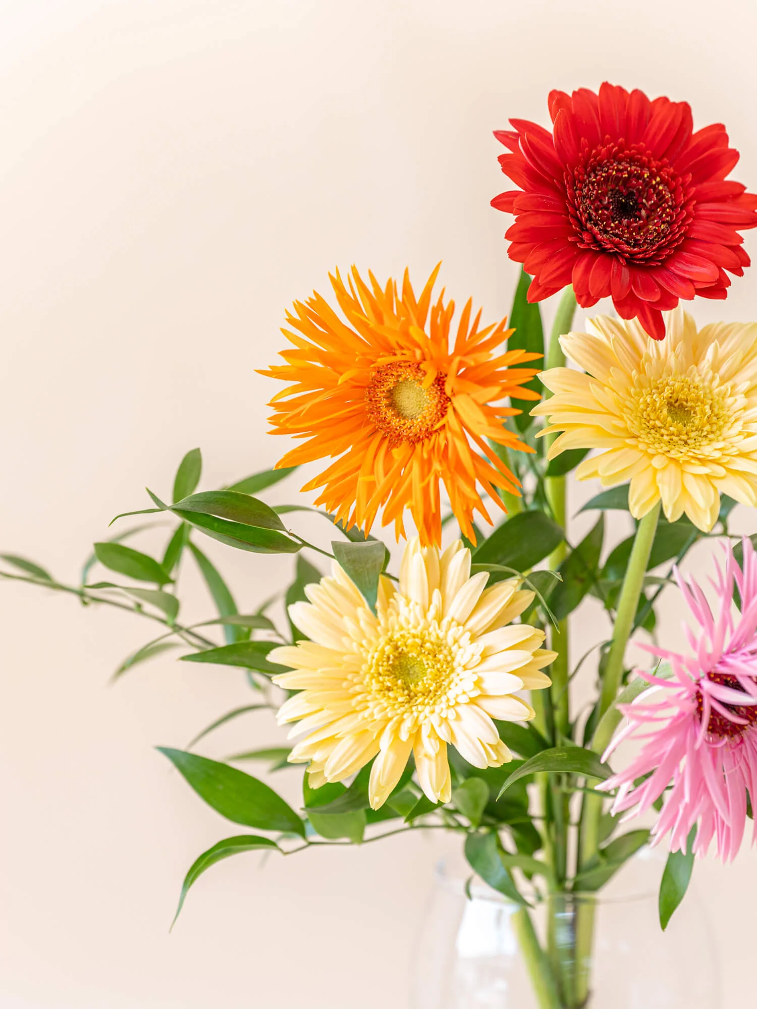 ガーベラの花束 5本 - ミックス - - Image 5
