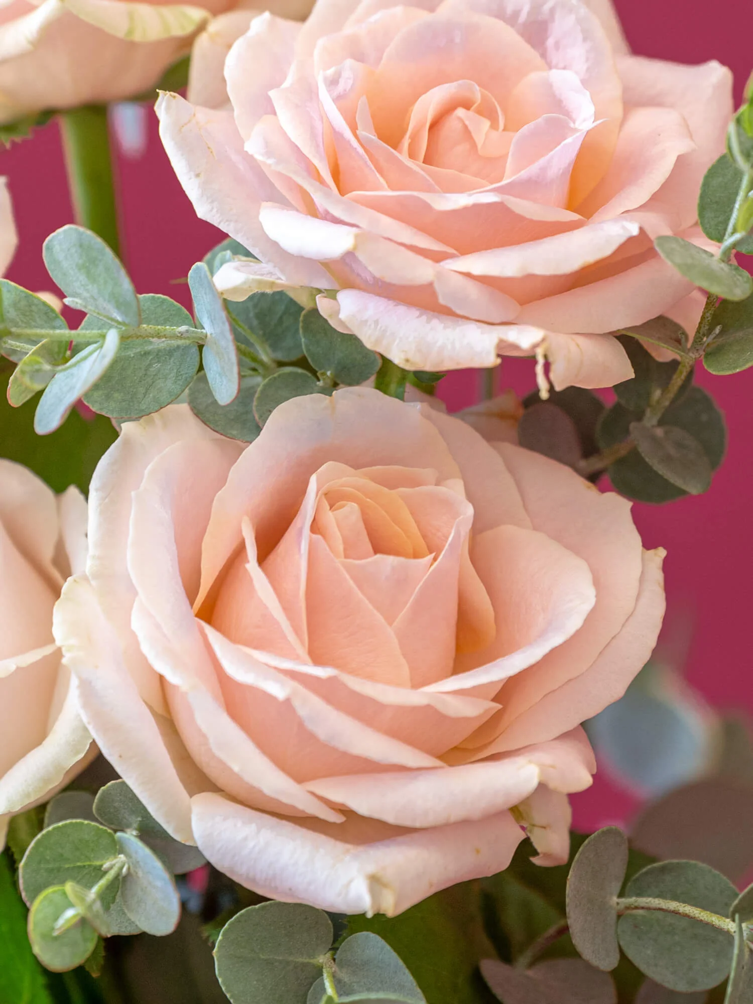 バラの花束 5本 - ピンク - - Image 9