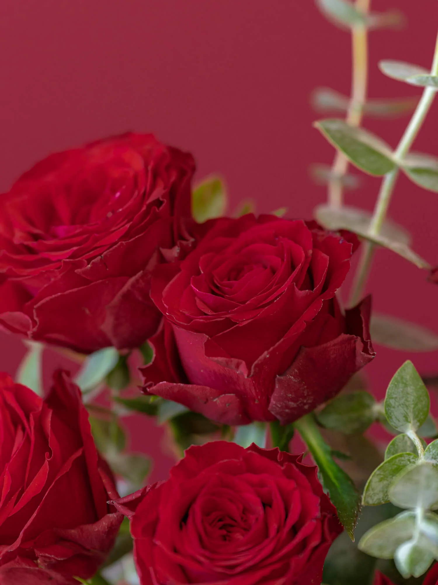 バラの花束 7本 - レッド - - Image 12