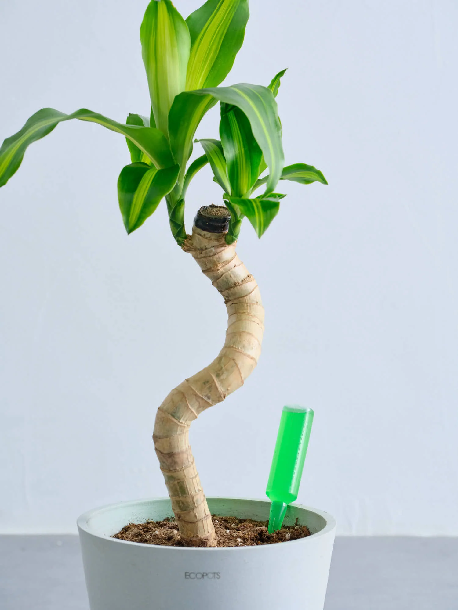 アンドプランツ  観葉植物用 活力剤 - Image 5