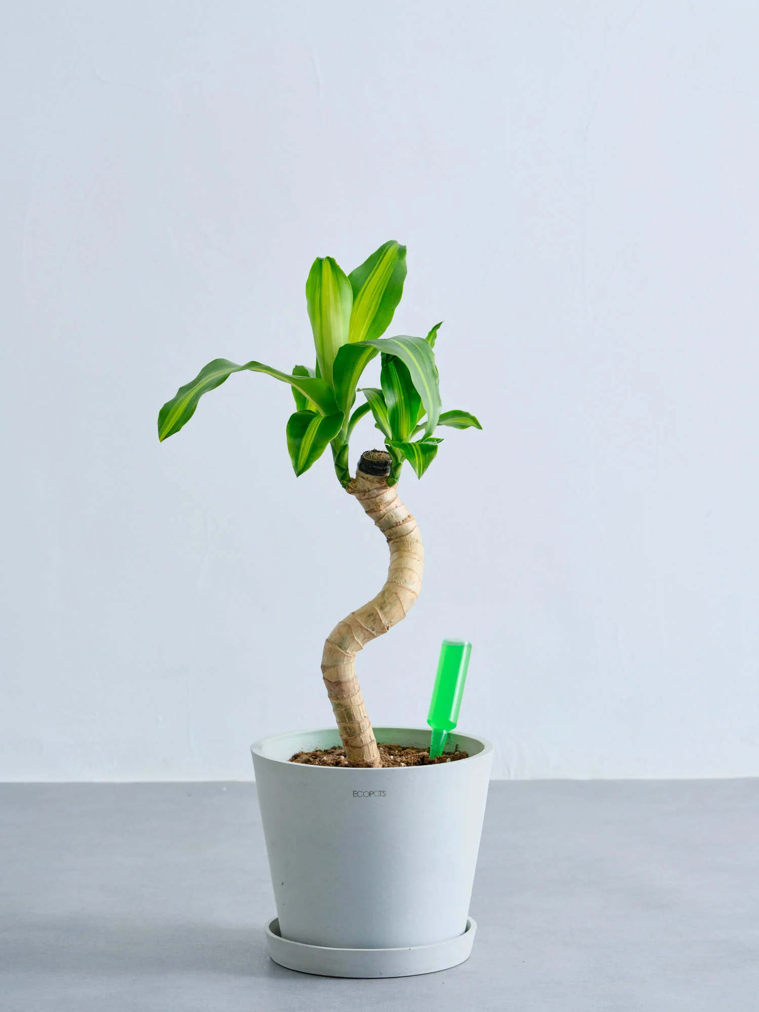 アンドプランツ  観葉植物用 活力剤 - Image 6