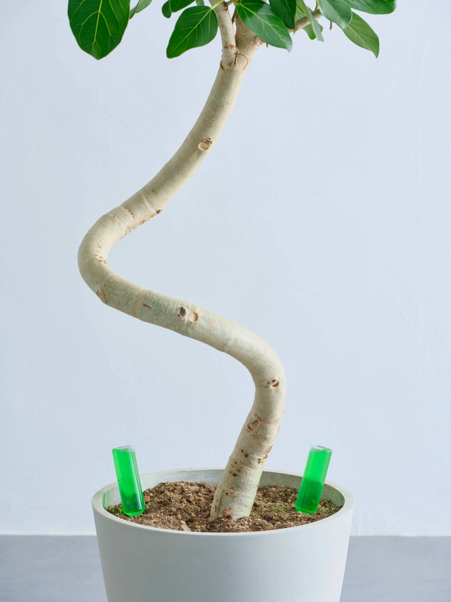 アンドプランツ  観葉植物用 活力剤 - Image 7