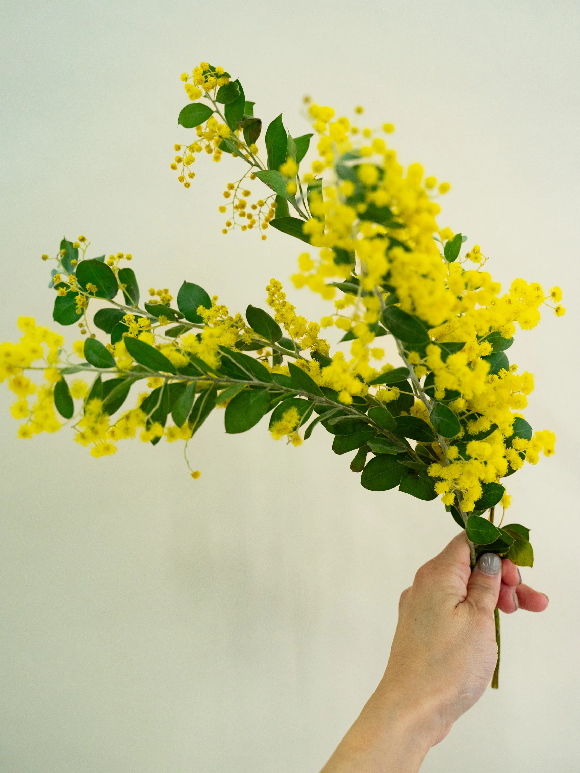 【2/4〜2/7到着】パールアカシア 花付き 5本 - Image 2