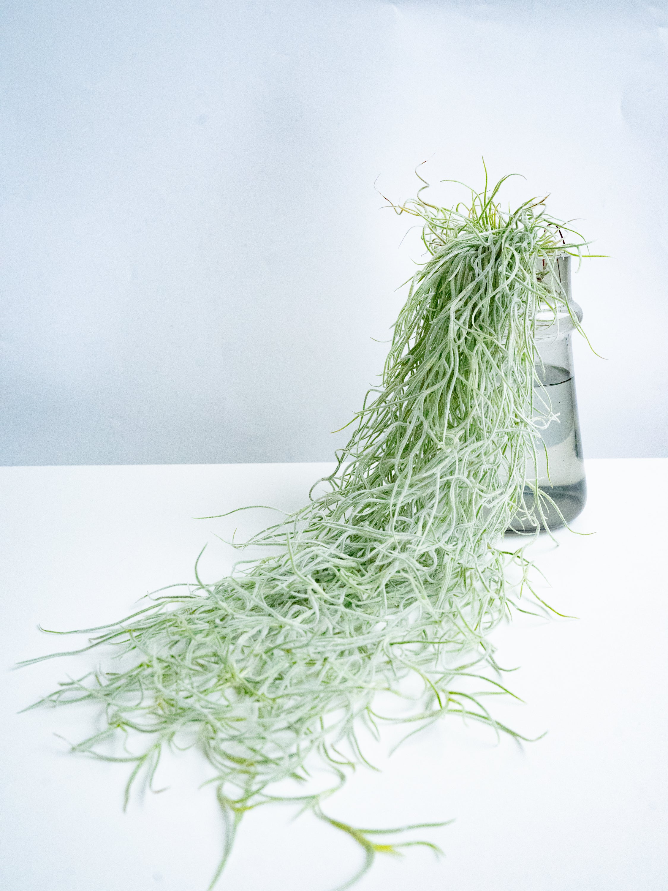 スパニッシュモス - Image 6