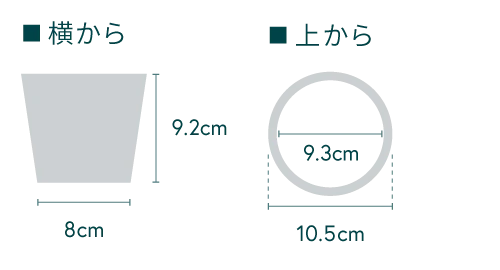 アスプレニウム・エメラルドウェーブ Table-S - Image 23