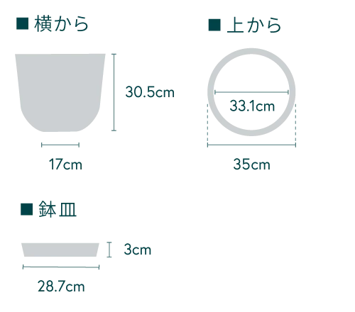 フィカス・ベンガレンシス L - Image 28