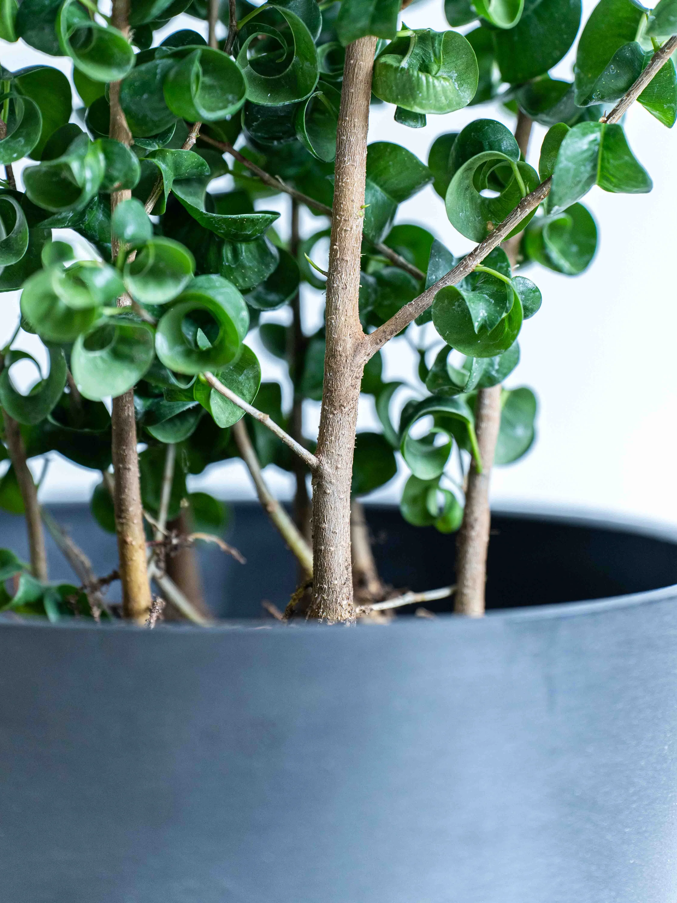 フィカス・ベンジャミナ・バロックS - Image 9
