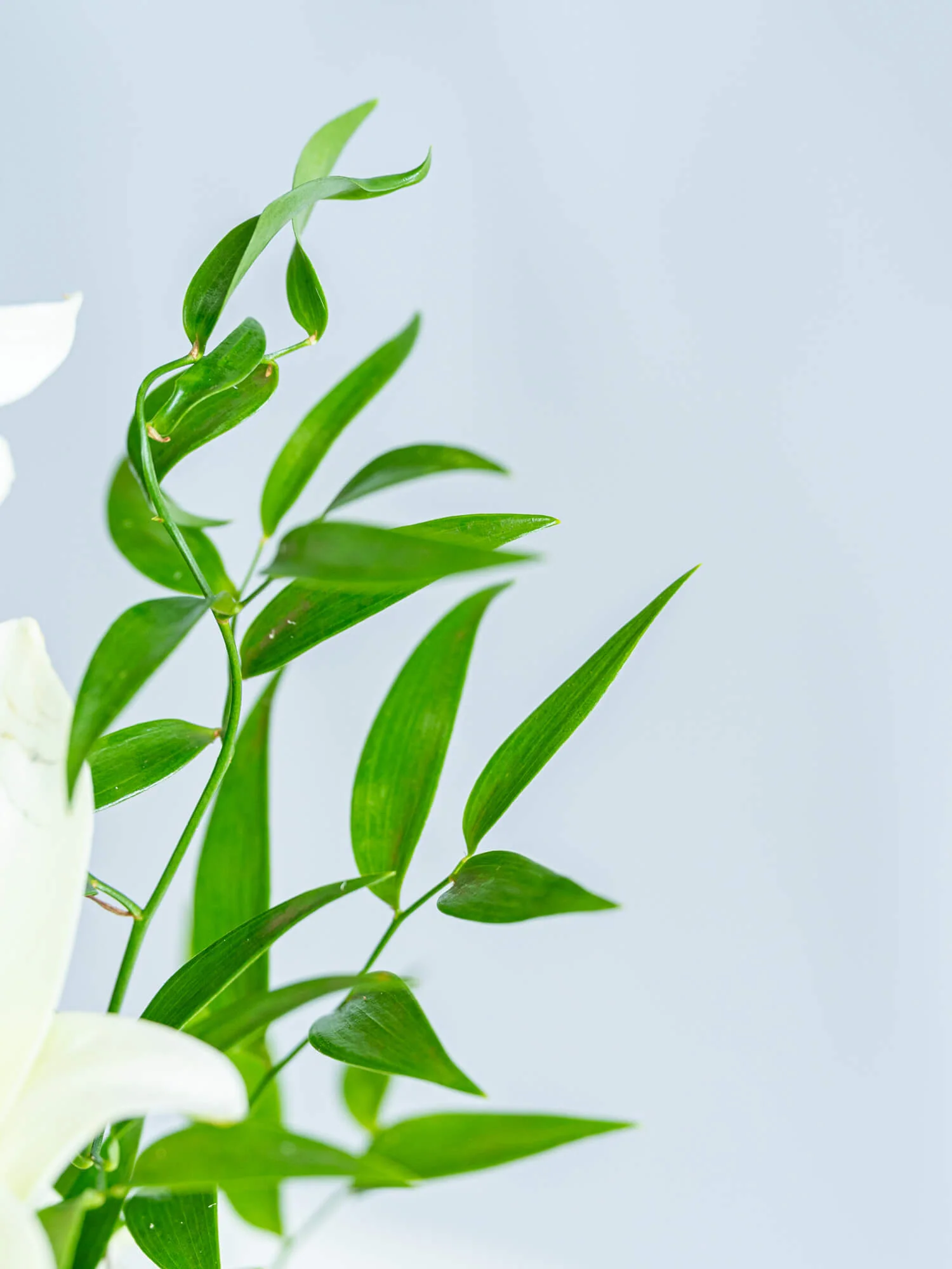 【11月の誕生花】ユリの花束M - ホワイト - - Image 17