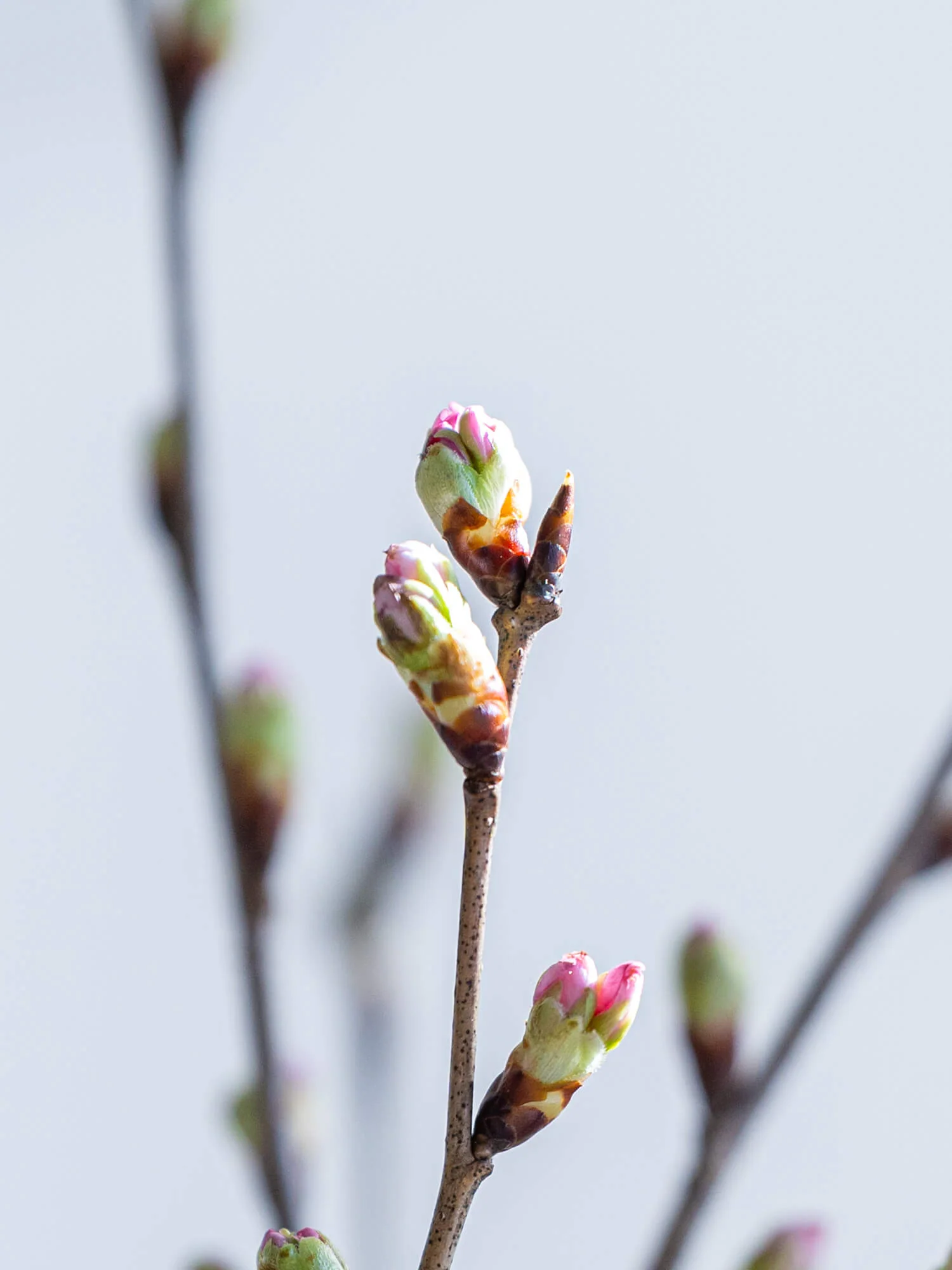 【枝物】サクラ(啓翁桜) - Image 6