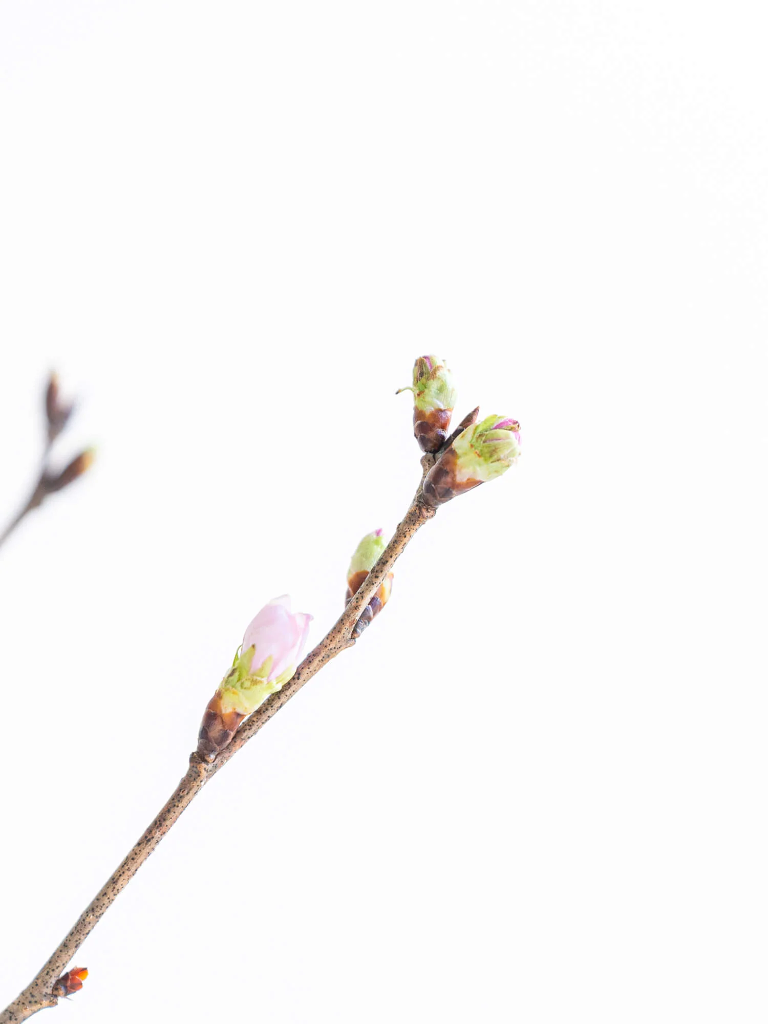 【枝物】サクラ(啓翁桜) - Image 7