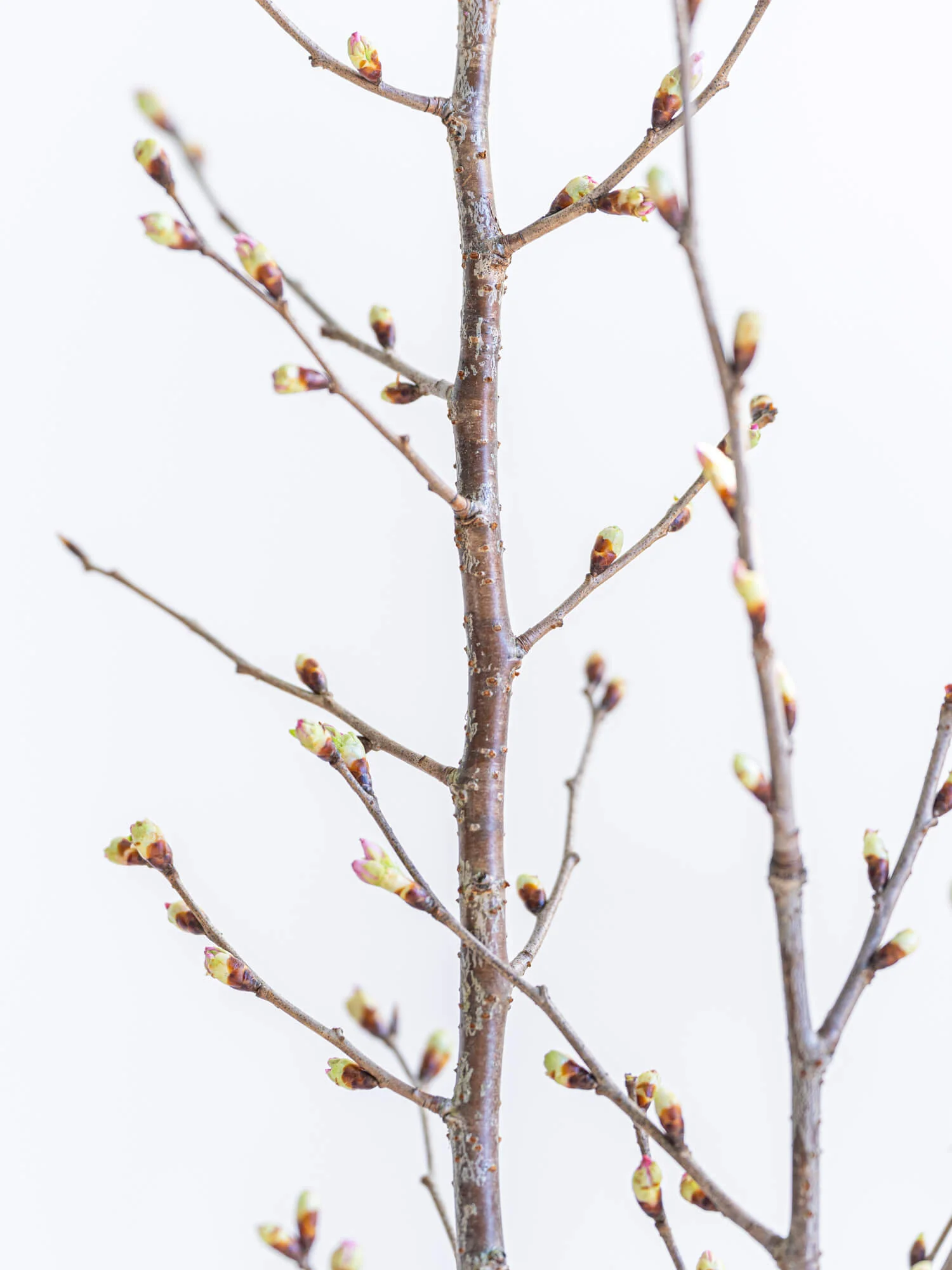 【枝物】サクラ(啓翁桜) - Image 8