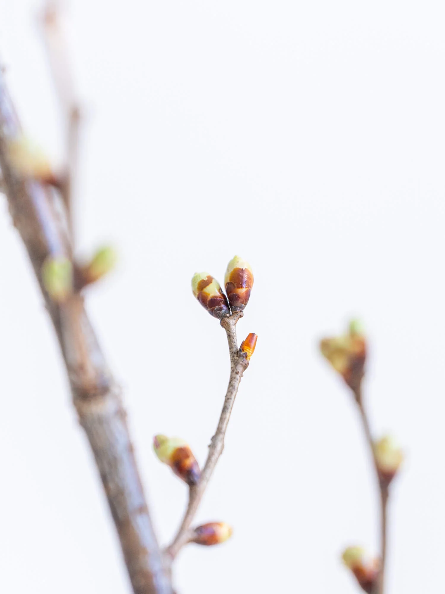 【枝物】サクラ(啓翁桜) - Image 9