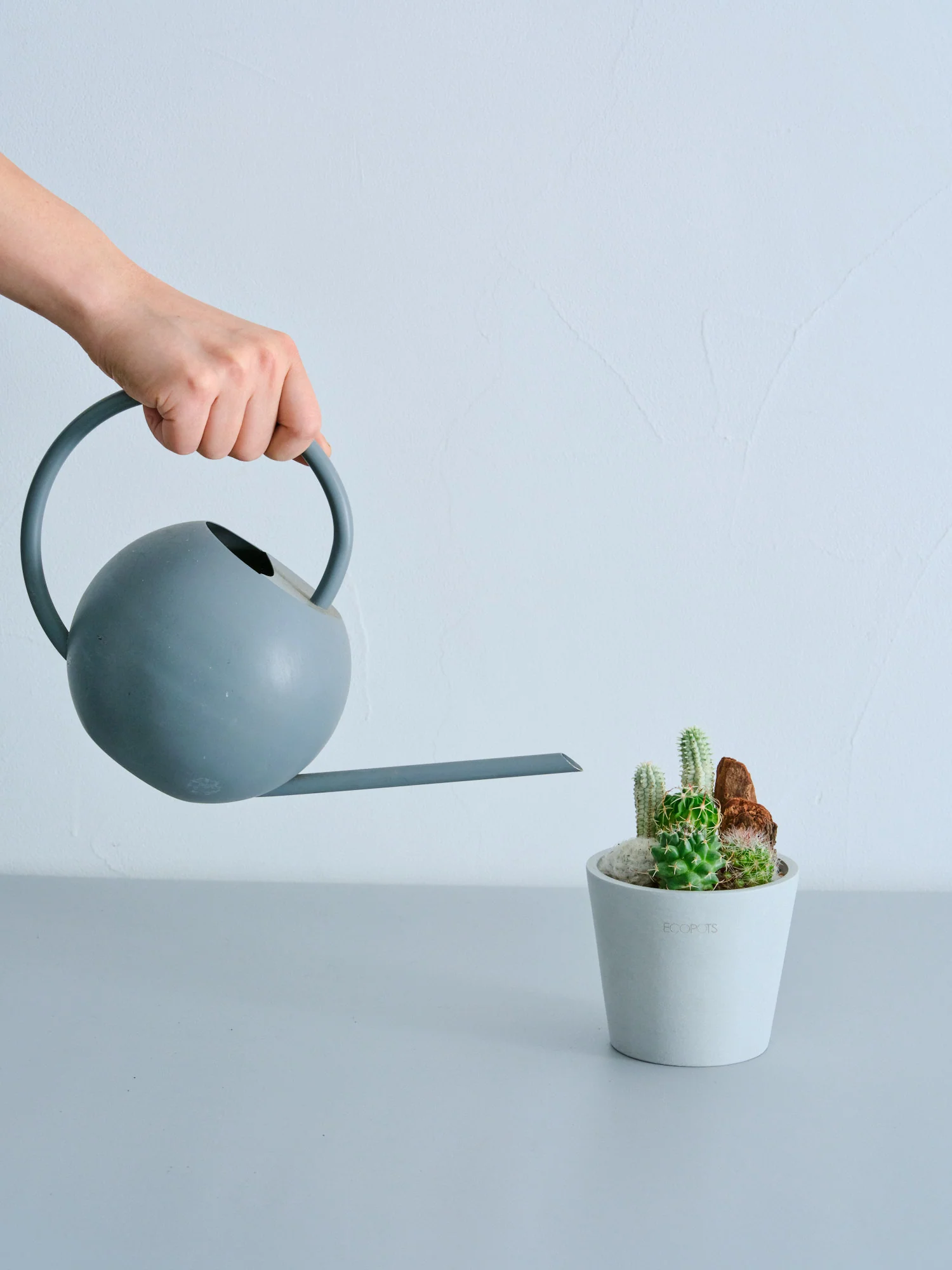 サボテンの寄せ植え Table-S - Image 5