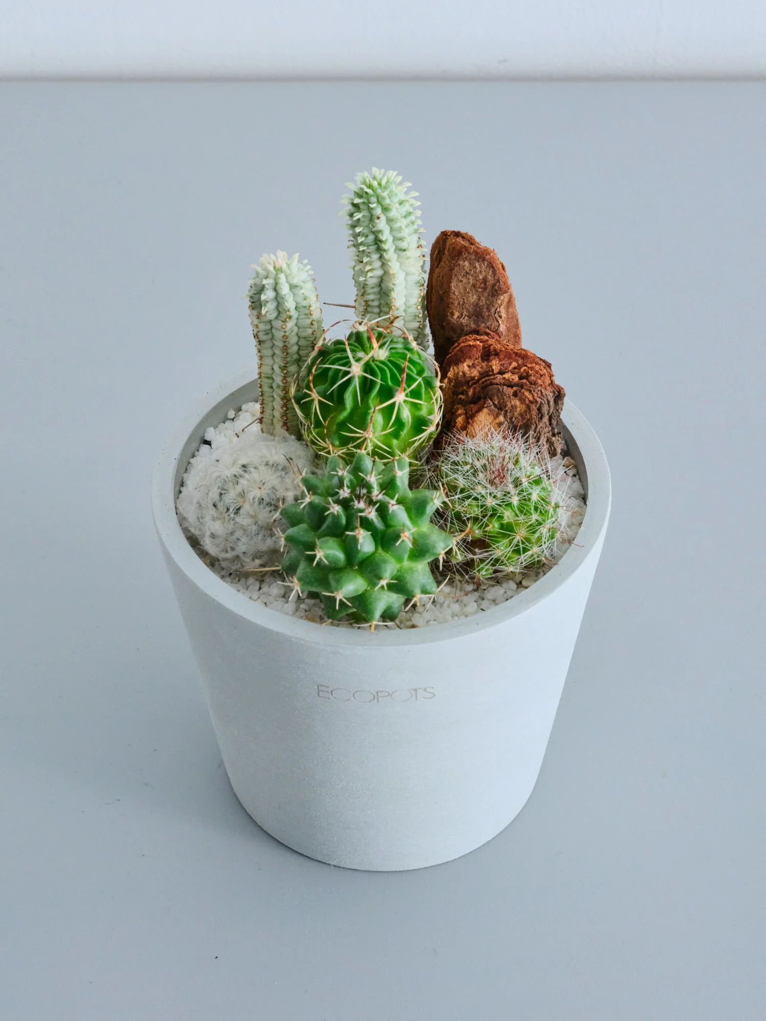 サボテンの寄せ植え Table-S - Image 7