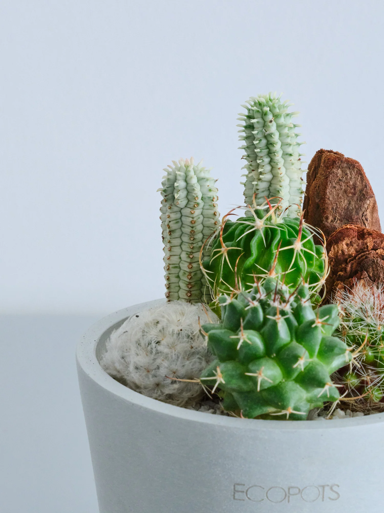 サボテンの寄せ植え Table-S - Image 8