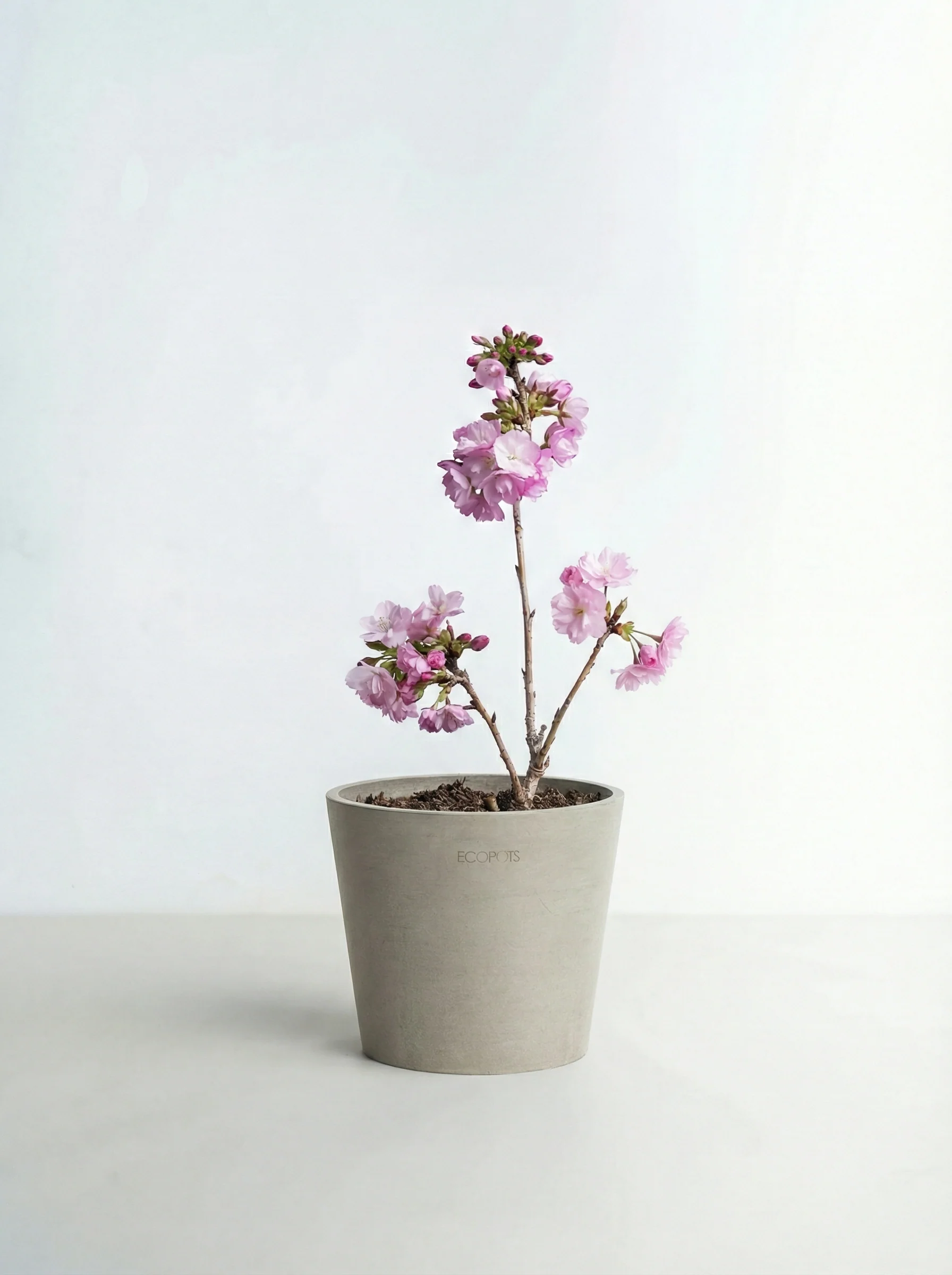 サクラ Lite Table-M - Image 6