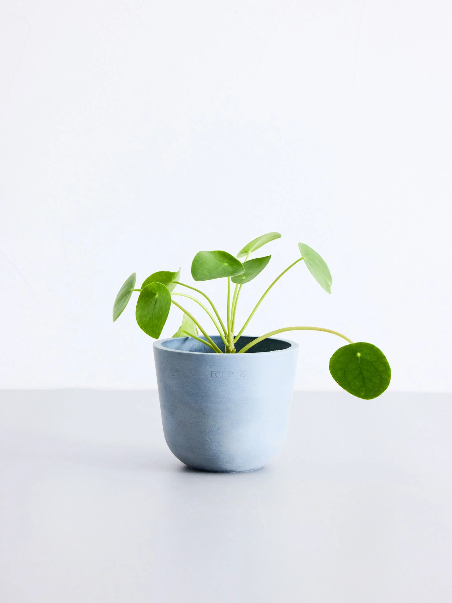 【クリアプランツ】ピレア・ペペロミオイデス Table-S　 - Image 6