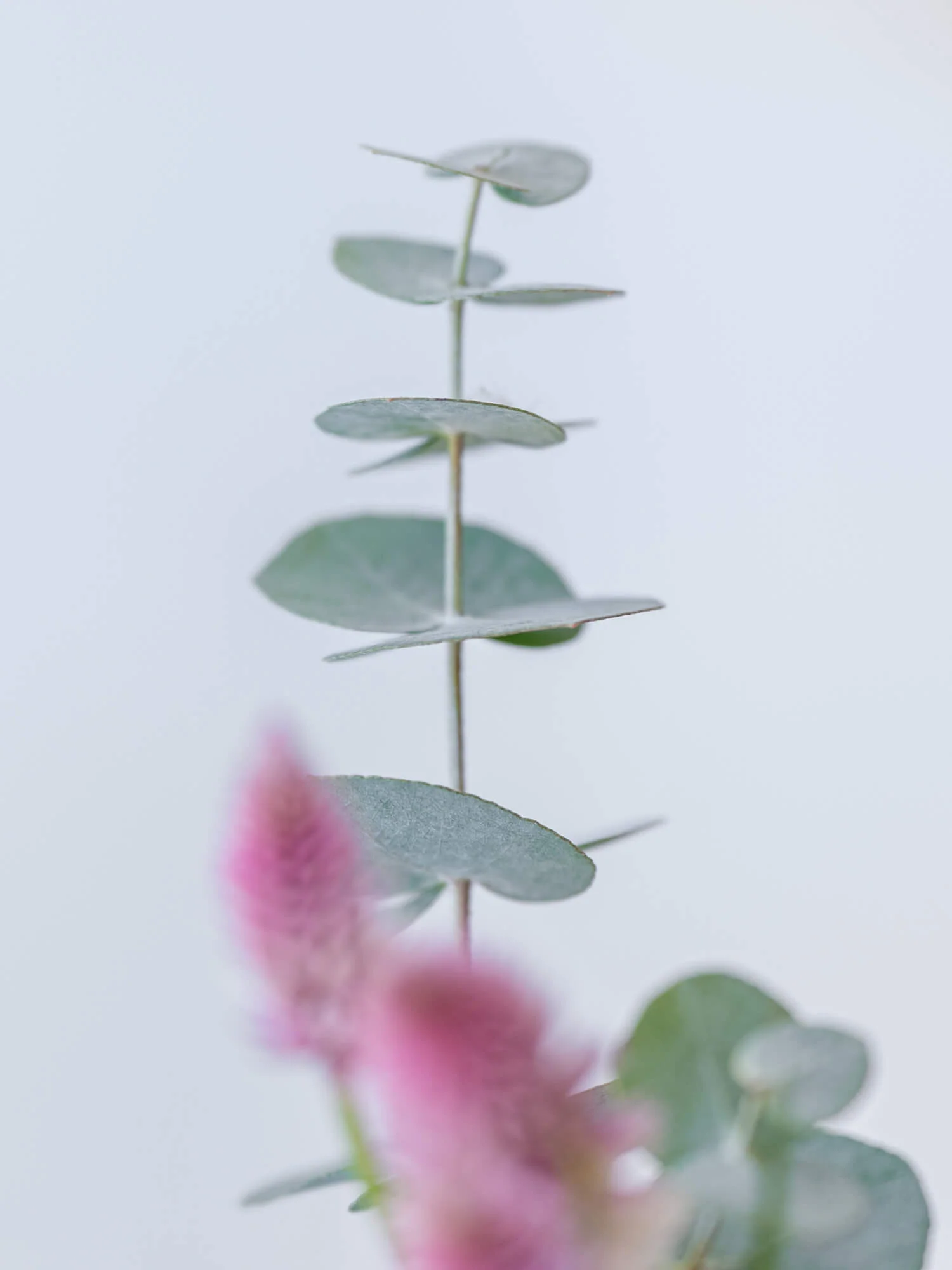 フローリストにおまかせ 季節の花束 S - ピンク - - Image 16
