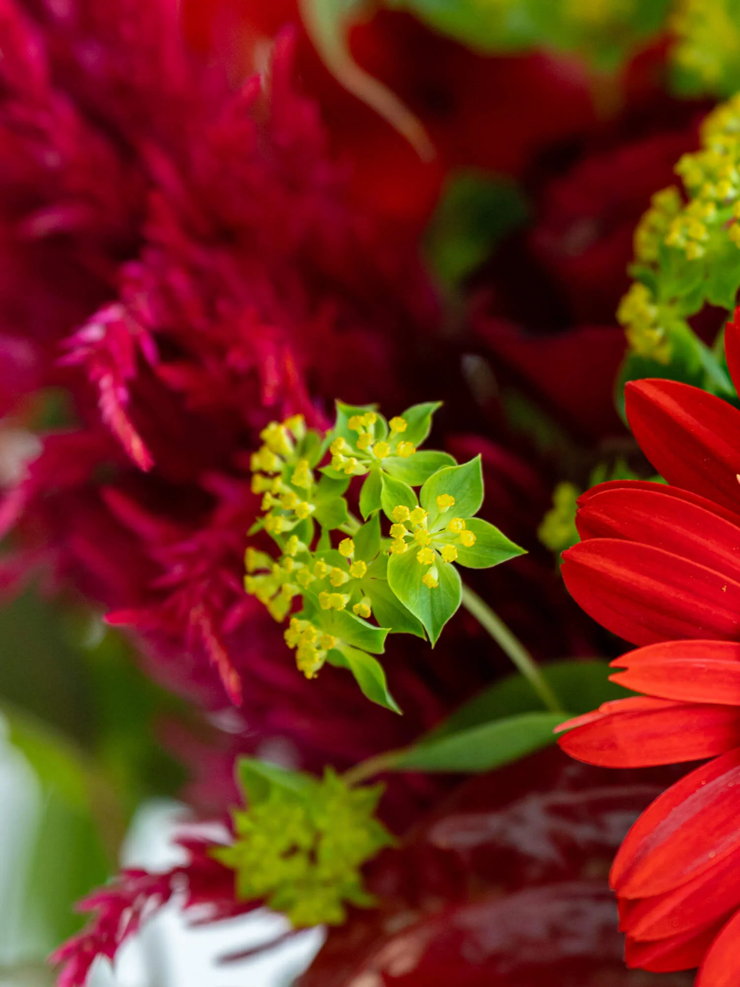フローリストにおまかせ 季節の花束 L - レッド - - Image 10