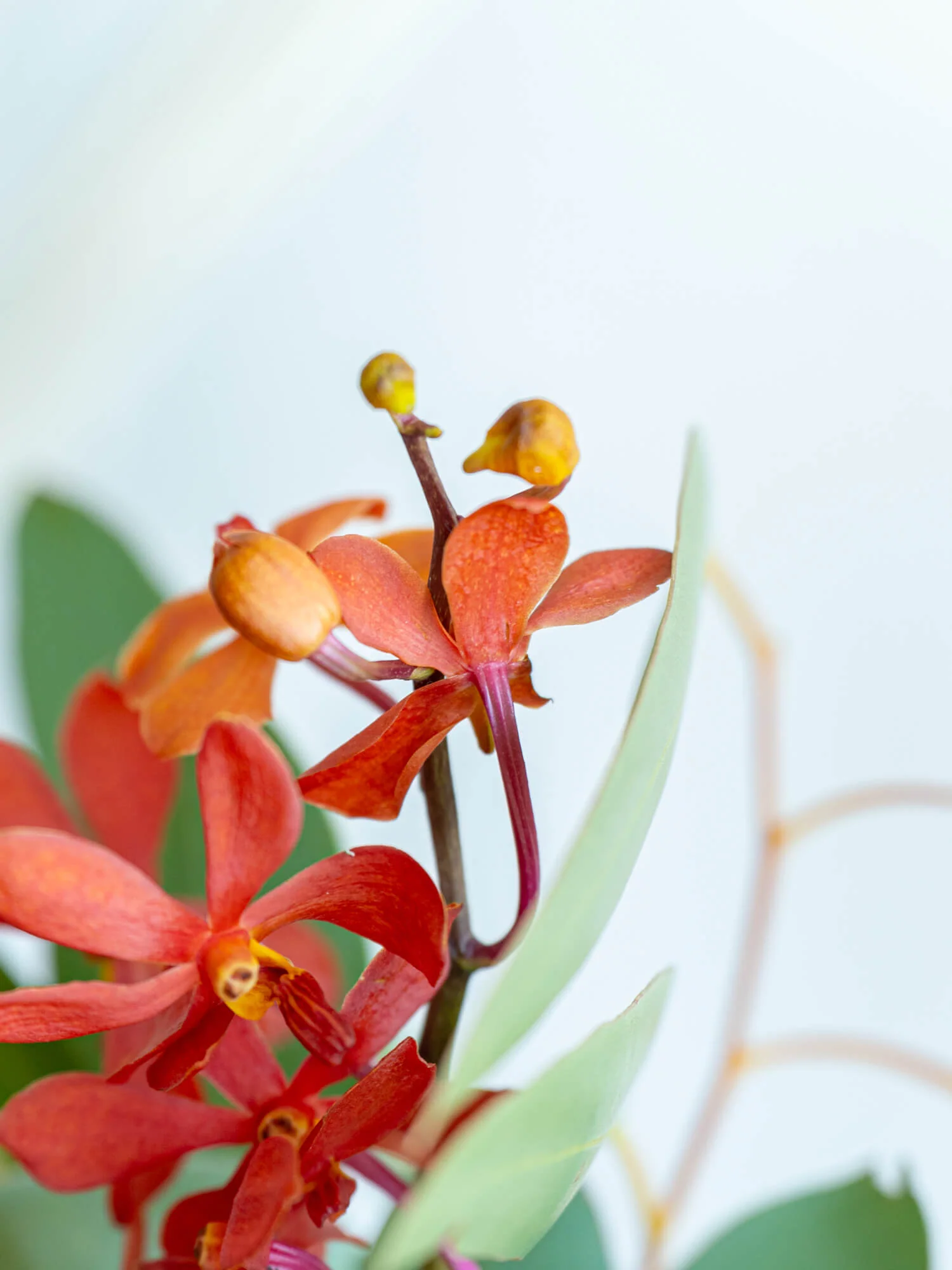 フローリストにおまかせ 季節の花束 L - レッド - - Image 8