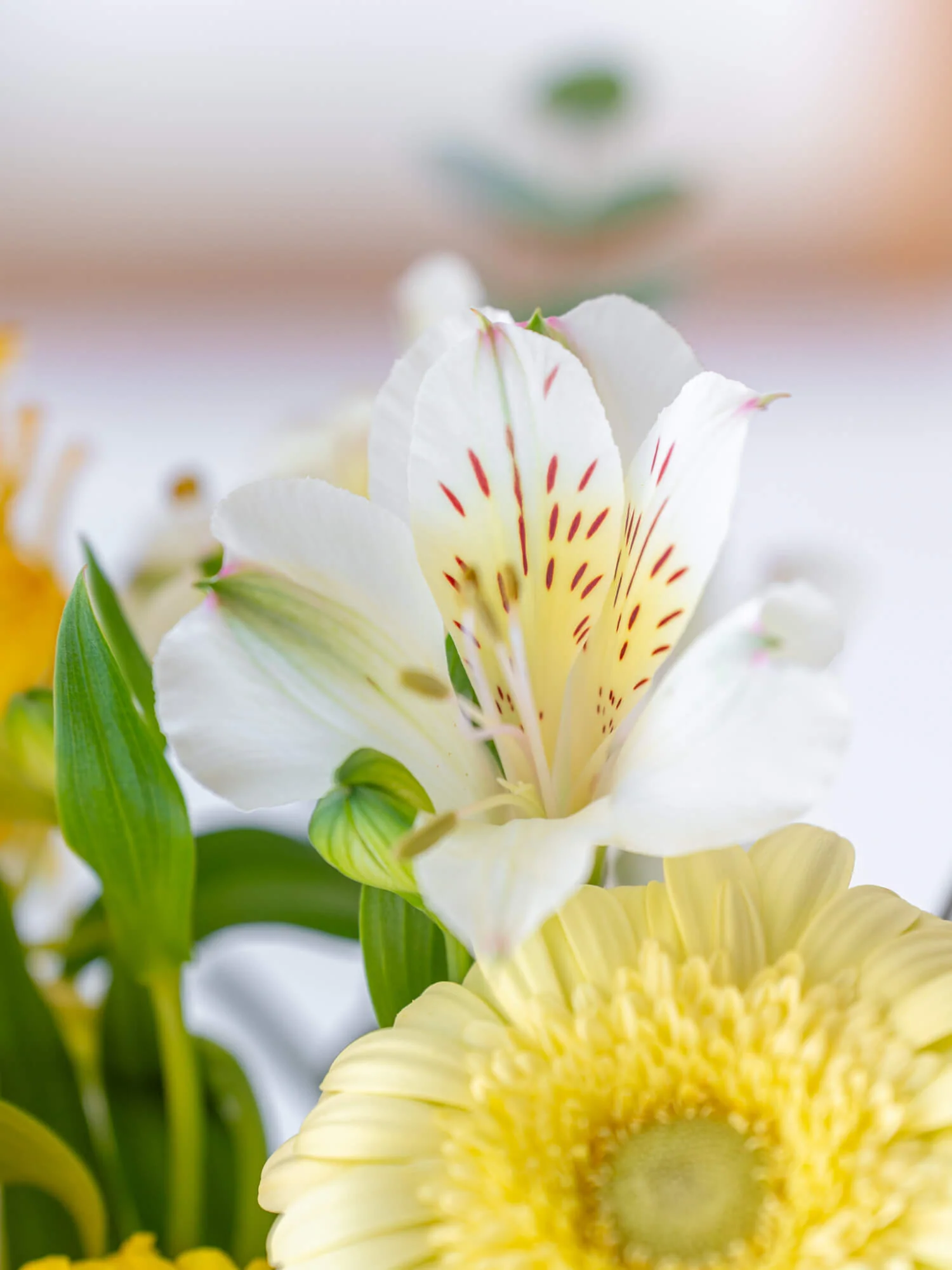 蝶結び フルーツギフトカードと季節の花束 S イエローのセット - Image 12