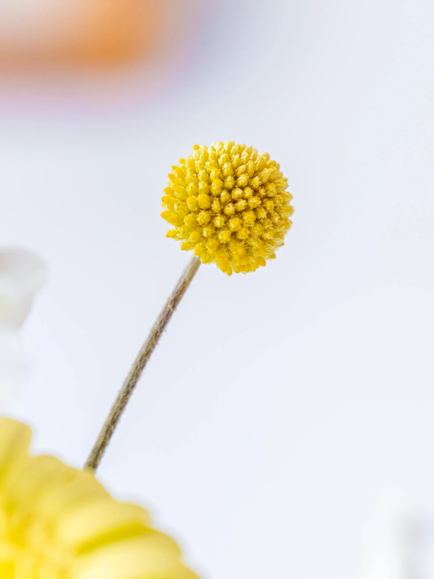 フローリストにおまかせ 季節の花束 S - イエロー - - Image 13