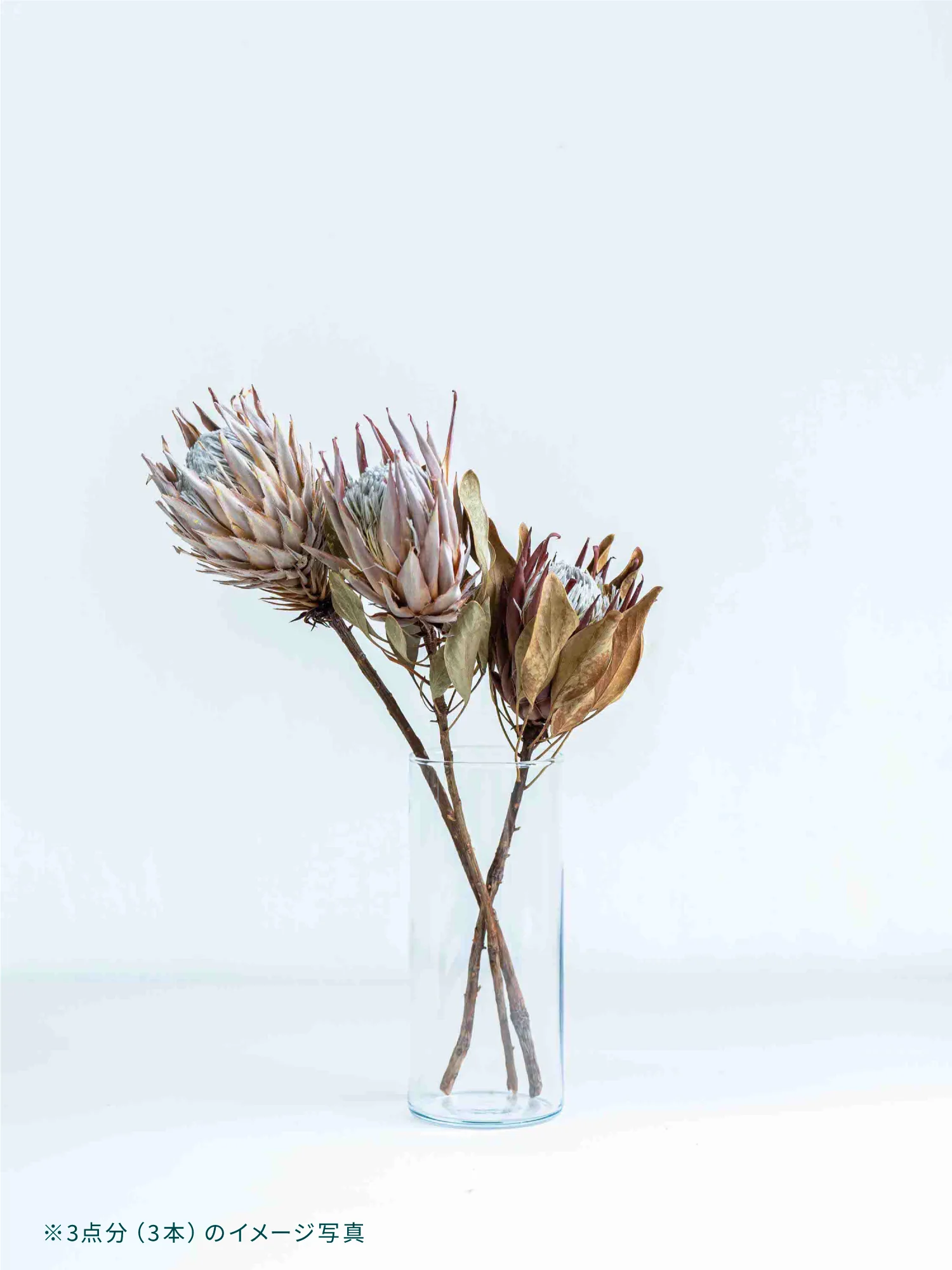 ドライ花材 キングプロテア - Image 4