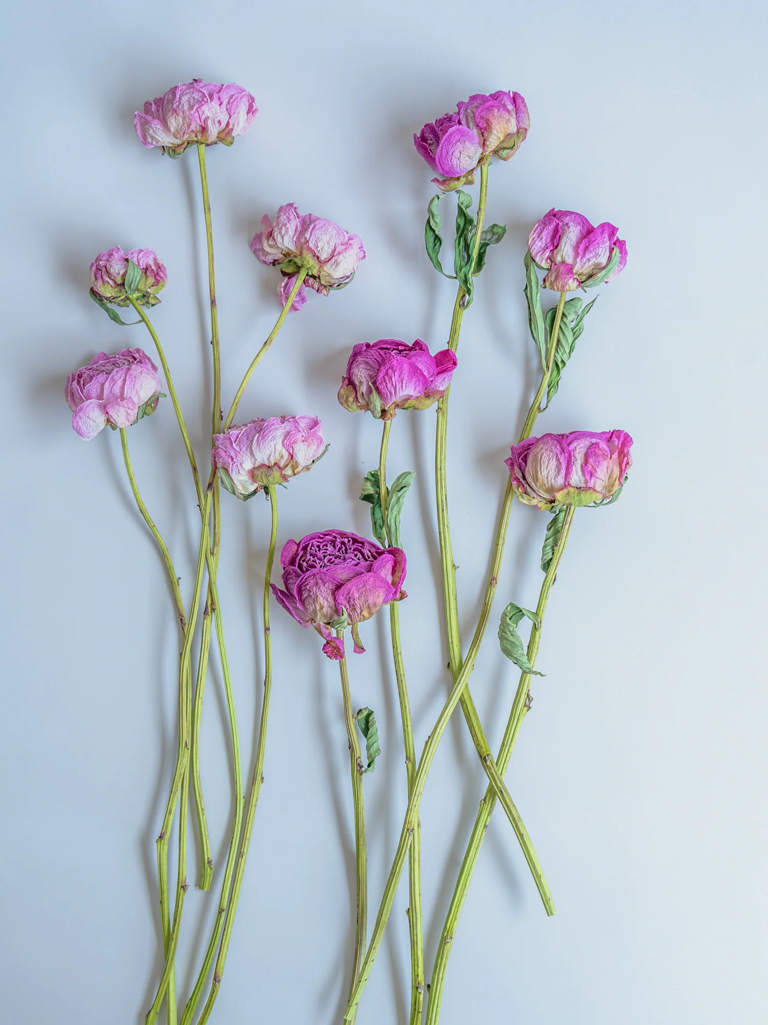 ドライ花材 芍薬(シャクヤク) - Image 8