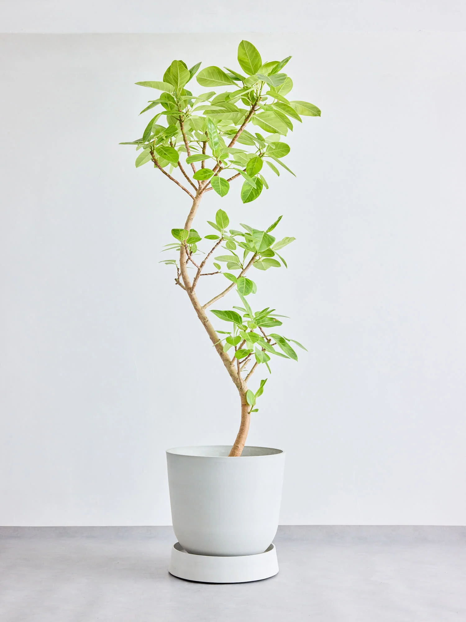 ECOPOTS キャスター付き鉢皿 XL Oslo - Image 21