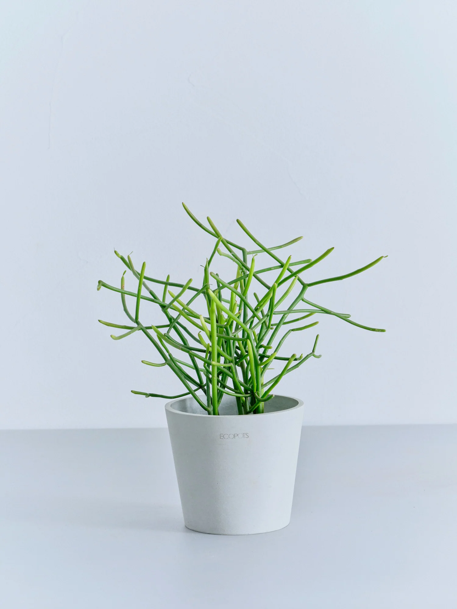 ミルクブッシュ Table-M - Image 6