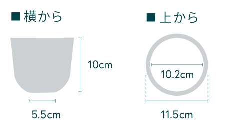 【クリアプランツ】フィカス・ルビー Table-S - Image 4