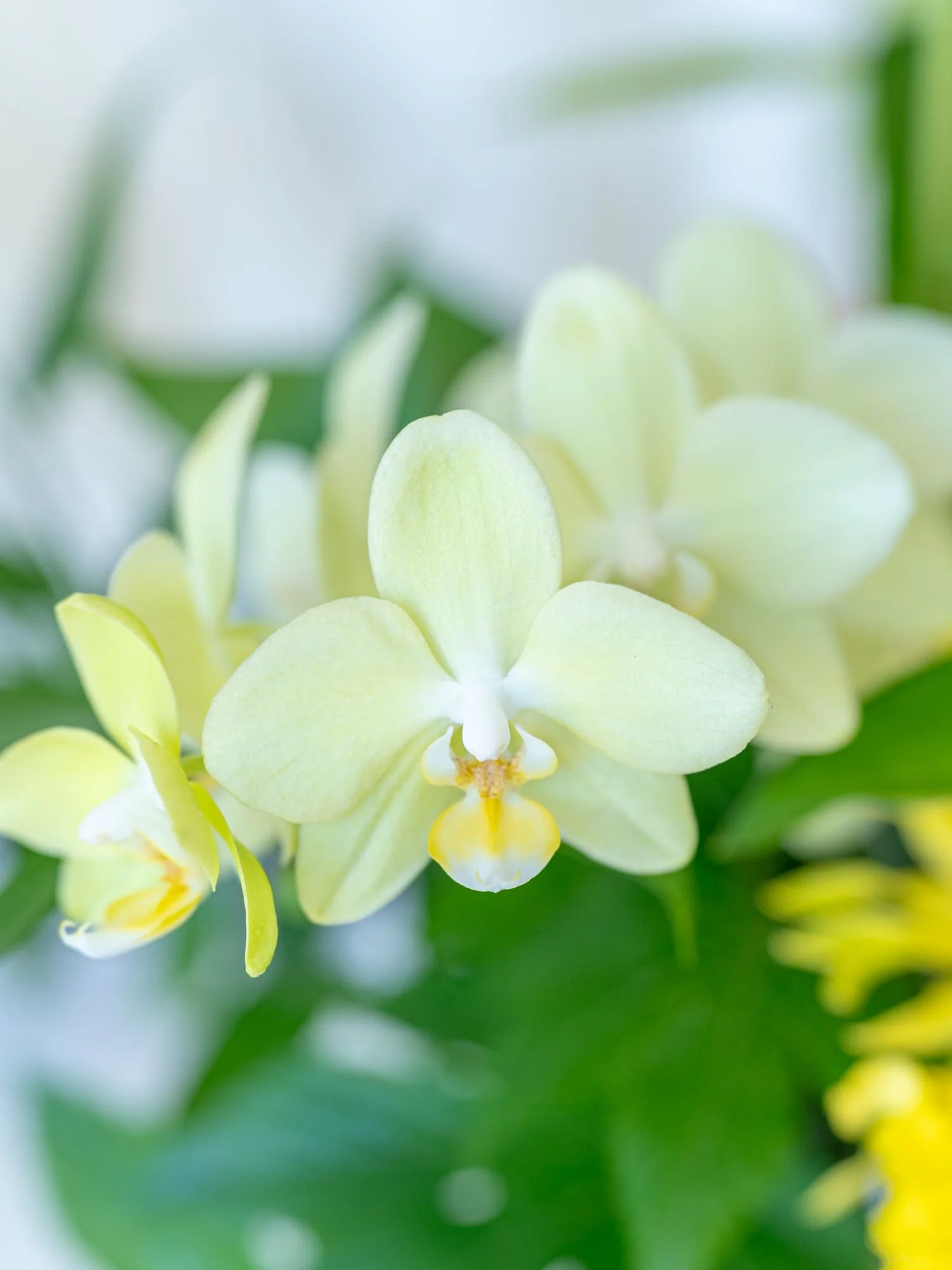 【誕生日ギフト】季節のおまかせ生花アレンジ L - イエロー - - Image 7