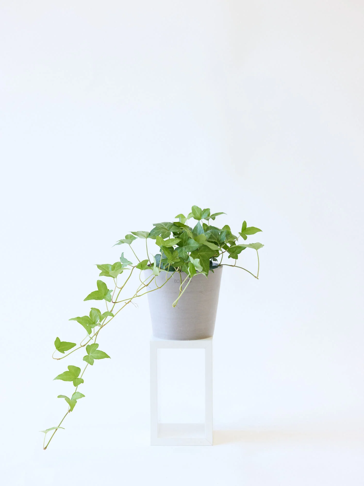 アイビー 緑(ヘデラ) Table-M - Image 4