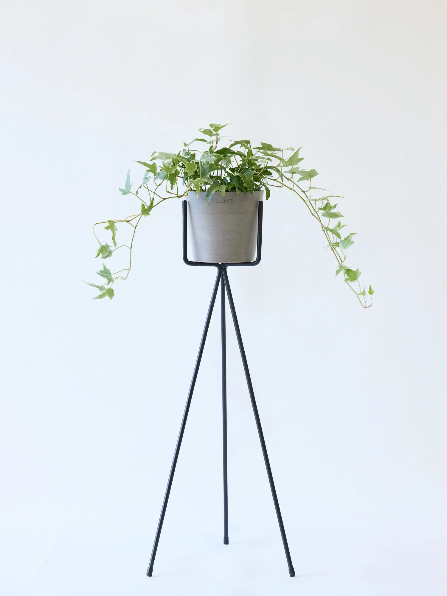 アイビー 斑入り(ヘデラ) Table-M - Image 10