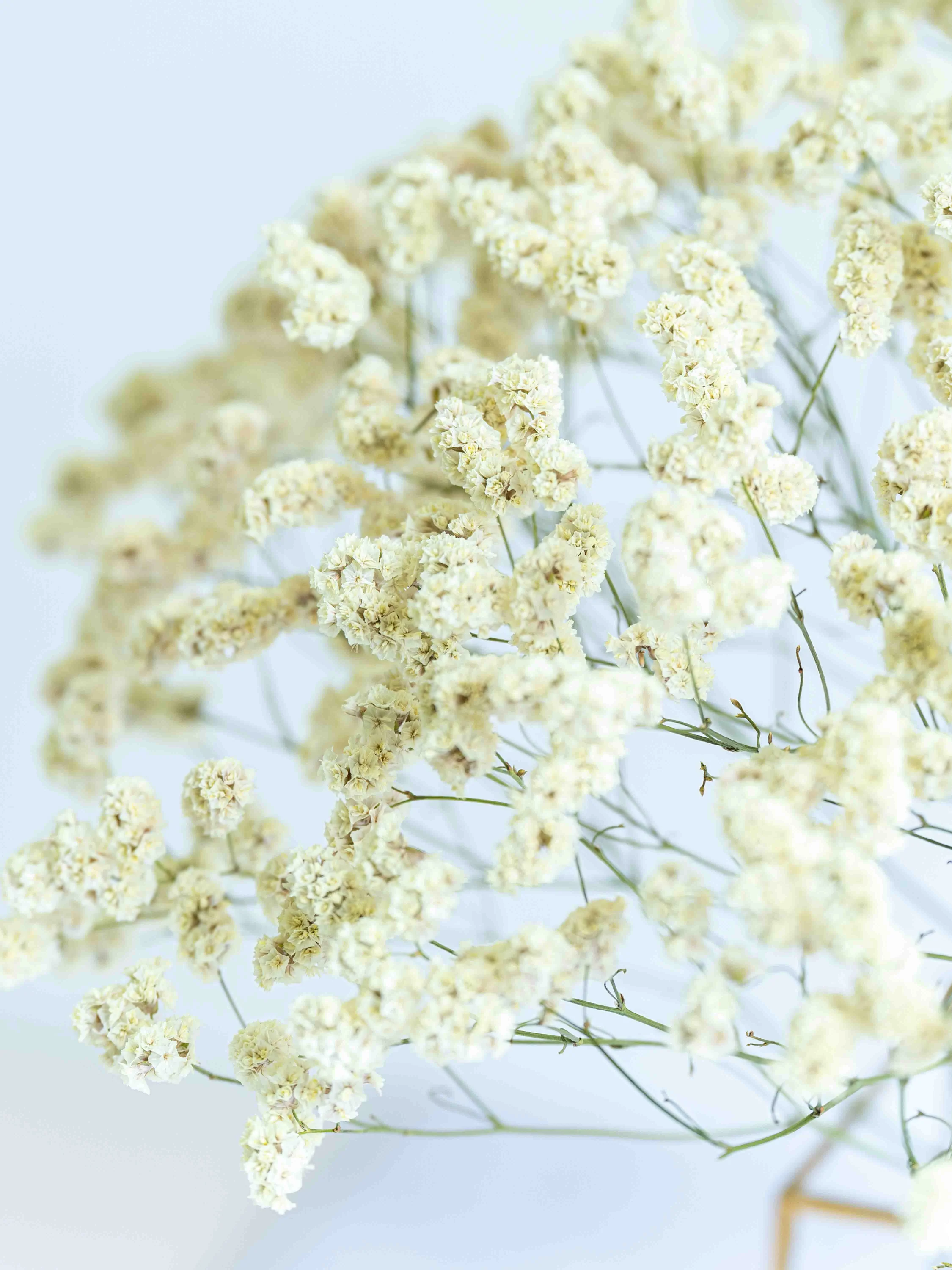 ドライ花材 リモニューム イエロー - Image 4