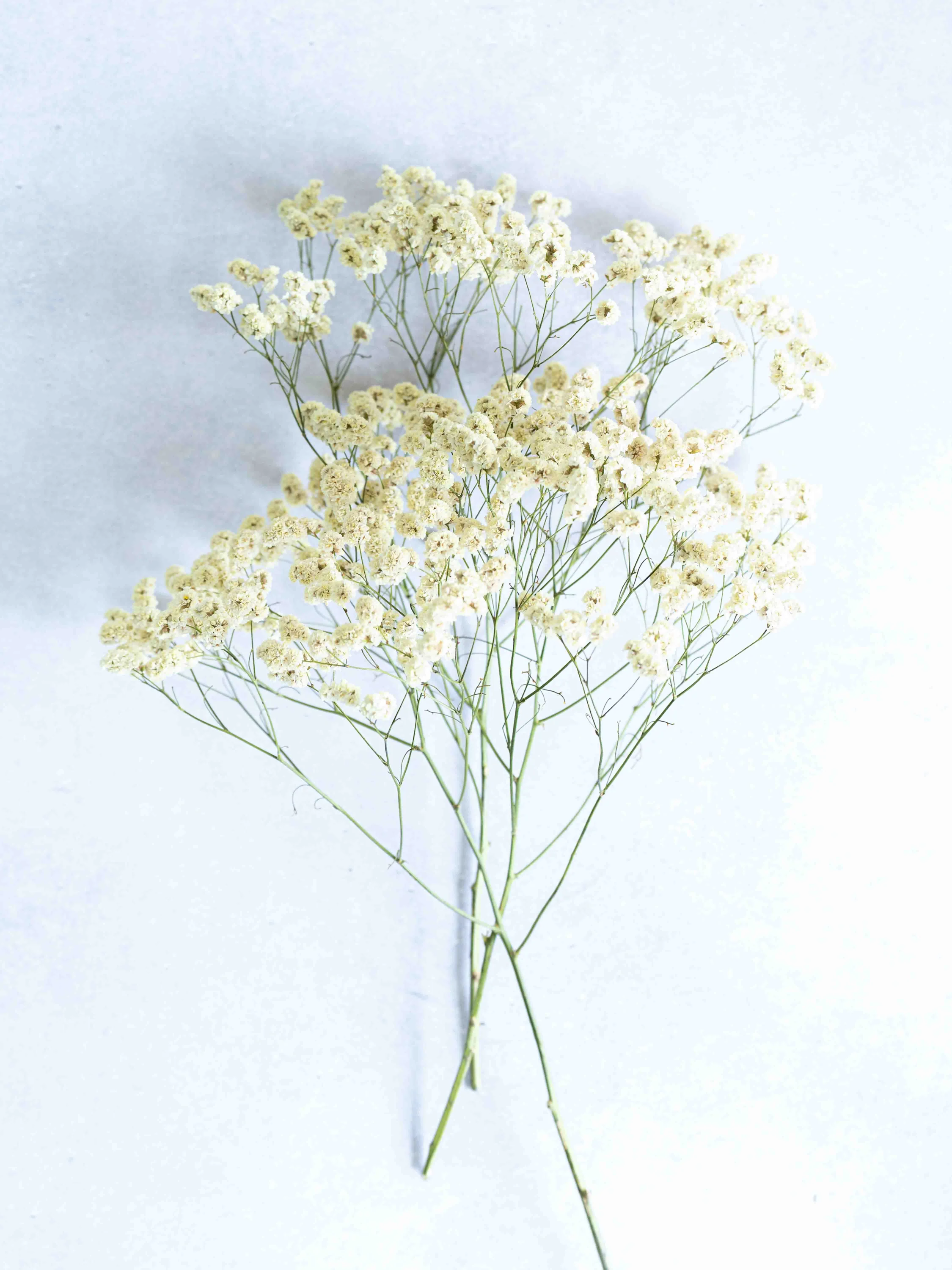 ドライ花材 リモニューム イエロー - Image 5