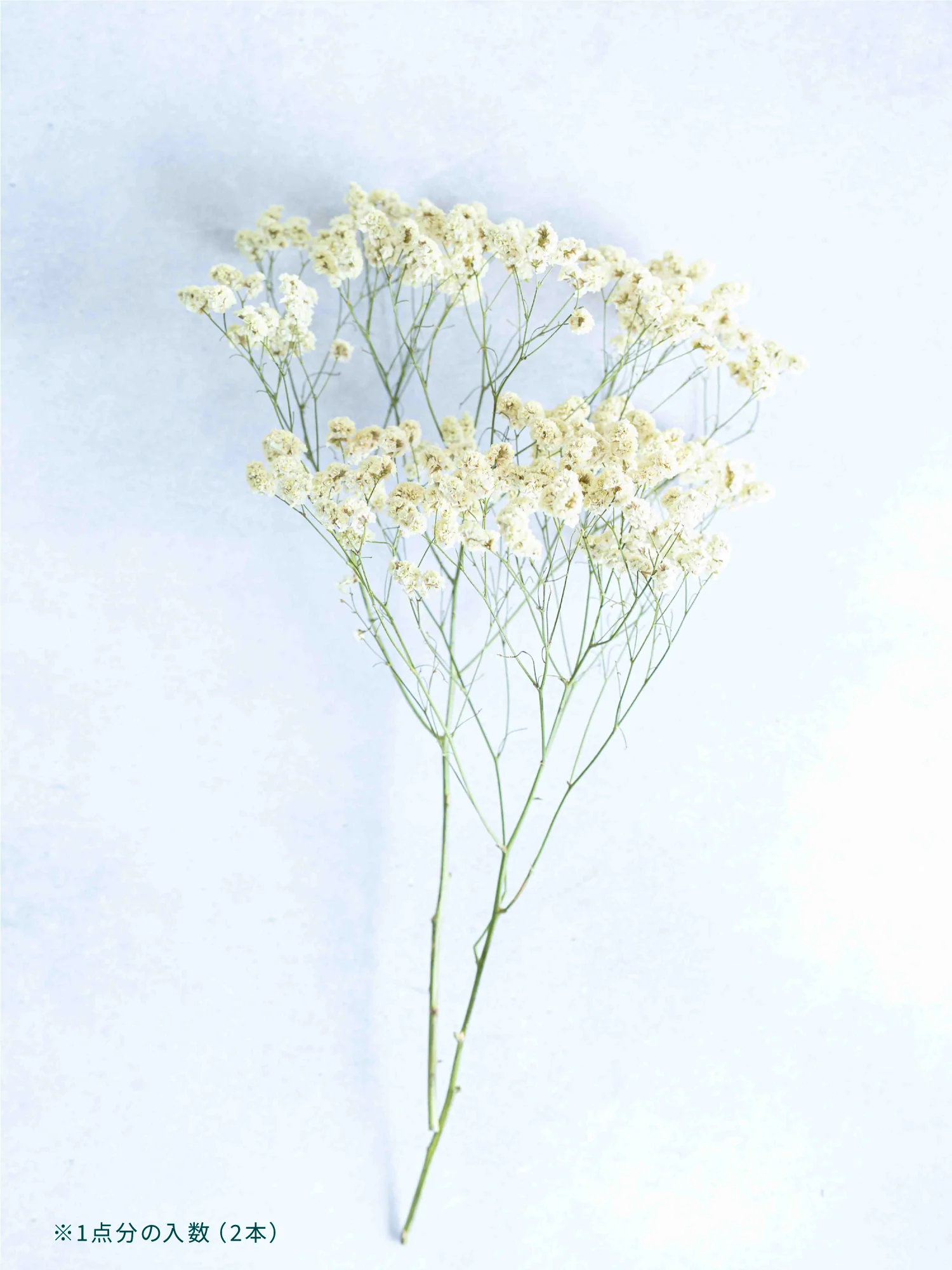 ドライ花材 リモニューム イエロー - Image 6