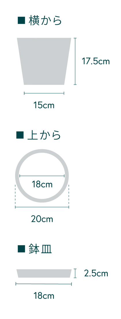 モンステラ・デリシオーサ S - Image 31