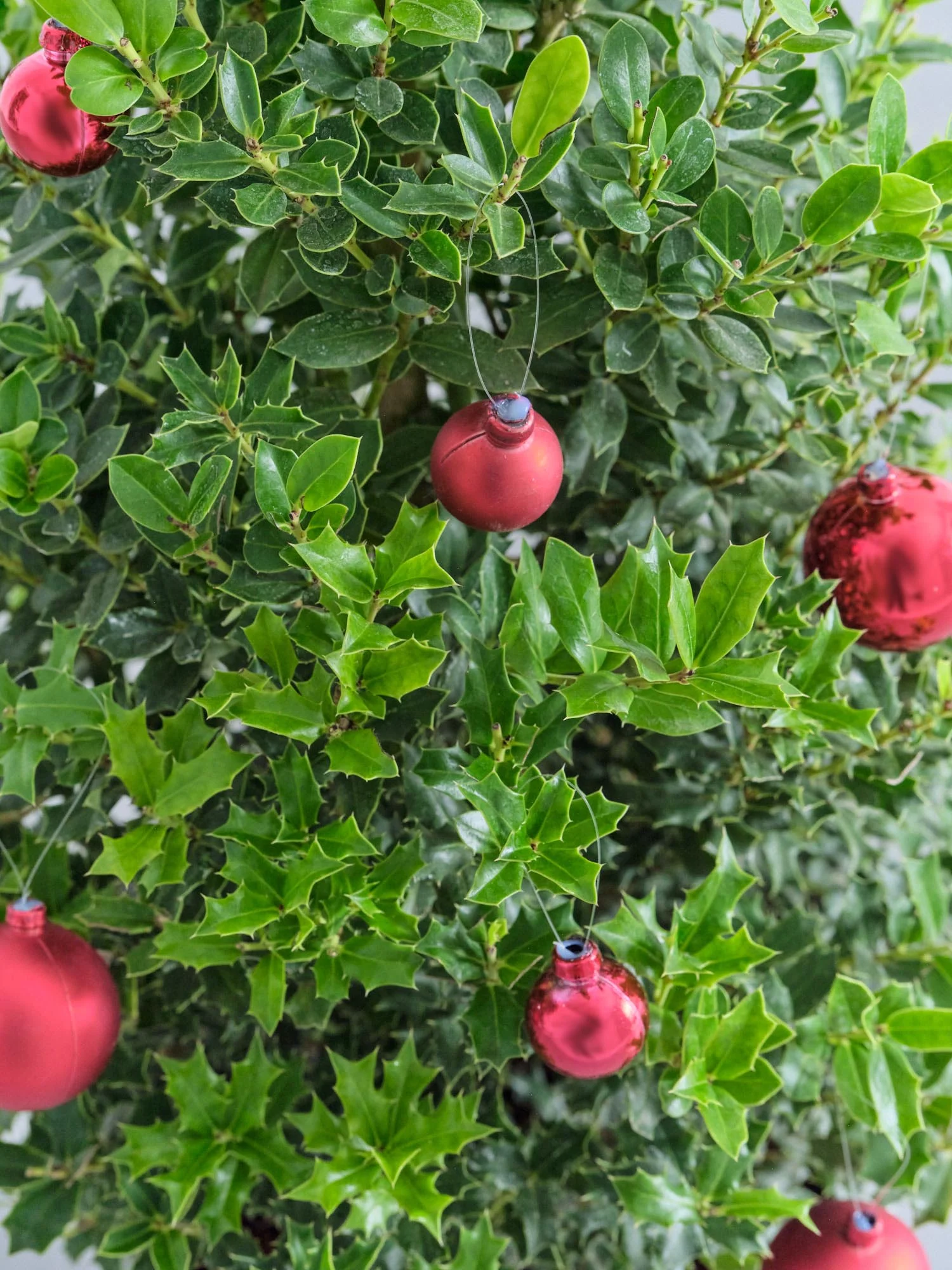 【クリスマス】ひいらぎツリー -レッド- M - Image 18