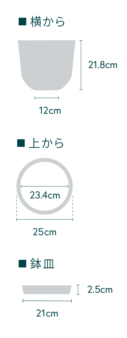 パキラ ねじり M - Image 23