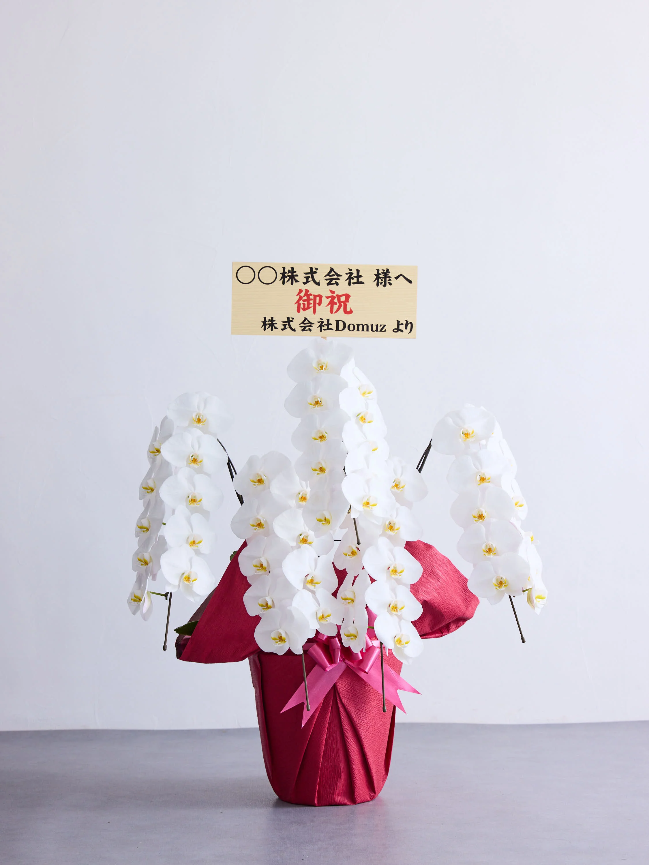 胡蝶蘭 5本立 50輪以上 -red- - Image 13