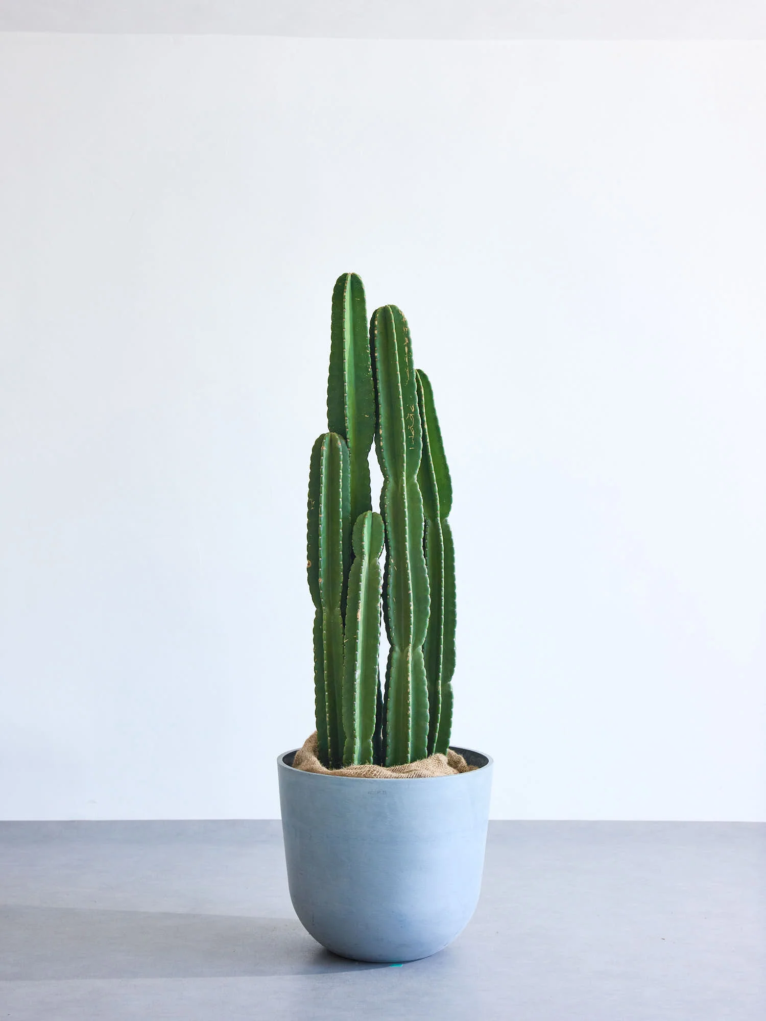柱サボテン XL 【全国発送可能】 - Image 6